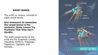 WRIST BONES.
The wrist, or carpus, consists of
eight carpal bones.
One mnemonic to remember
the carpal bones is the
sentence: Some Lovers Try
Positions That They Can’t
Handle.
The eight carpal bones of the
wrist are the Scaphoid, Lunate,
Triquetral, Pisiform, Trapezoid,
Trapezium, Capitate, and
Hamate.
 