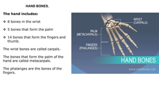 HAND BONES.
The hand includes:
 8 bones in the wrist
 5 bones that form the palm
 14 bones that form the fingers and
thumb.
The wrist bones are called carpals.
The bones that form the palm of the
hand are called metacarpals.
The phalanges are the bones of the
fingers.
 