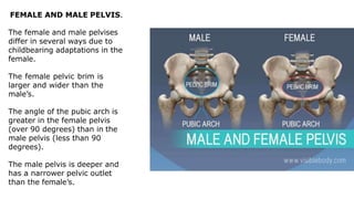 FEMALE AND MALE PELVIS.
The female and male pelvises
differ in several ways due to
childbearing adaptations in the
female.
The female pelvic brim is
larger and wider than the
male’s.
The angle of the pubic arch is
greater in the female pelvis
(over 90 degrees) than in the
male pelvis (less than 90
degrees).
The male pelvis is deeper and
has a narrower pelvic outlet
than the female’s.
 