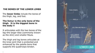 THE BONES OF THE LOWER LIMBS
The lower limbs include the bones of
the thigh, leg, and foot.
The femur is the only bone of the
thigh. It is the biggest bone in
the body !!
It articulates with the two bones of the
leg–the larger tibia (commonly known
as the shin) and smaller fibula.
The thigh and leg bones articulate at
the knee joint that is protected and
enhanced by the patella bone that
supports the quadriceps tendon.
.
 