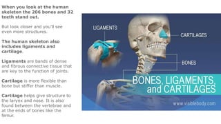 When you look at the human
skeleton the 206 bones and 32
teeth stand out.
But look closer and you’ll see
even more structures.
The human skeleton also
includes ligaments and
cartilage.
Ligaments are bands of dense
and fibrous connective tissue that
are key to the function of joints.
Cartilage is more flexible than
bone but stiffer than muscle.
Cartilage helps give structure to
the larynx and nose. It is also
found between the vertebrae and
at the ends of bones like the
femur.
 