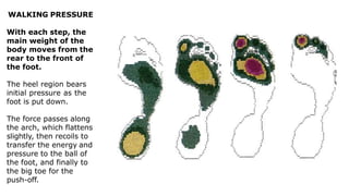 WALKING PRESSURE
With each step, the
main weight of the
body moves from the
rear to the front of
the foot.
The heel region bears
initial pressure as the
foot is put down.
The force passes along
the arch, which flattens
slightly, then recoils to
transfer the energy and
pressure to the ball of
the foot, and finally to
the big toe for the
push-off.
 