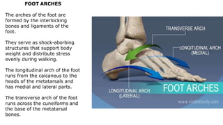 FOOT ARCHES
The arches of the foot are
formed by the interlocking
bones and ligaments of the
foot.
They serve as shock-aborbing
structures that support body
weight and distribute stress
evenly during walking.
The longitudinal arch of the foot
runs from the calcaneus to the
heads of the metatarsals and
has medial and lateral parts.
The transverse arch of the foot
runs across the cuneiforms and
the base of the metatarsal
bones.
 