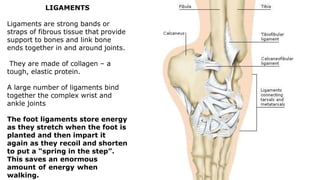 LIGAMENTS
Ligaments are strong bands or
straps of fibrous tissue that provide
support to bones and link bone
ends together in and around joints.
They are made of collagen – a
tough, elastic protein.
A large number of ligaments bind
together the complex wrist and
ankle joints
The foot ligaments store energy
as they stretch when the foot is
planted and then impart it
again as they recoil and shorten
to put a “spring in the step”.
This saves an enormous
amount of energy when
walking.
 
