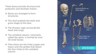 These bones provide structure and
protection and facilitate motion.
 Bones are arranged to form
structures.
 The skull protects the brain and
gives shape to the face.
 The thoracic cage surrounds the
heart and lungs.
 The vertebral column, commonly
called the spine, is formed by over
30 small bones.
 Then there are the limbs (upper and
lower) and the girdles that attach
the four limbs to the vertebral
column.
 