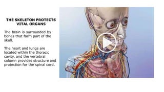 THE SKELETON PROTECTS
VITAL ORGANS
The brain is surrounded by
bones that form part of the
skull.
The heart and lungs are
located within the thoracic
cavity, and the vertebral
column provides structure and
protection for the spinal cord.
 