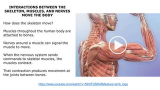 INTERACTIONS BETWEEN THE
SKELETON, MUSCLES, AND NERVES
MOVE THE BODY
How does the skeleton move?
Muscles throughout the human body are
attached to bones.
Nerves around a muscle can signal the
muscle to move.
When the nervous system sends
commands to skeletal muscles, the
muscles contract.
That contraction produces movement at
the joints between bones.
https://www.youtube.com/watch?v=59r9TG5IfU8&feature=emb_logo
 