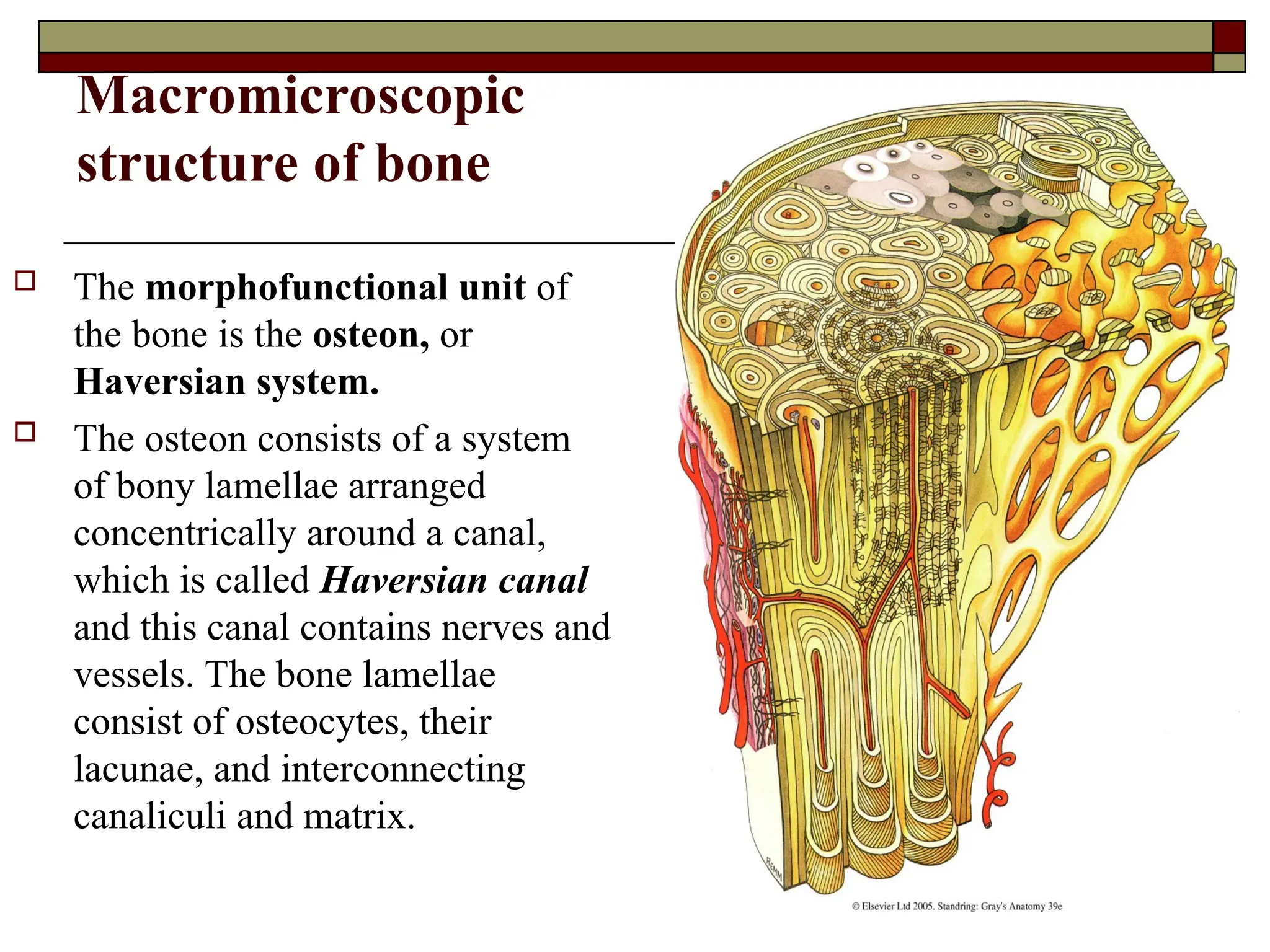 Macromicroscopic
structure of bone
 The morphofunctional unit of
the bone is the osteon, or
Haversian system.
 The osteon consists of a system
of bony lamellae arranged
concentrically around a canal,
which is called Haversian canal
and this canal contains nerves and
vessels. The bone lamellae
consist of osteocytes, their
lacunae, and interconnecting
canaliculi and matrix.
 