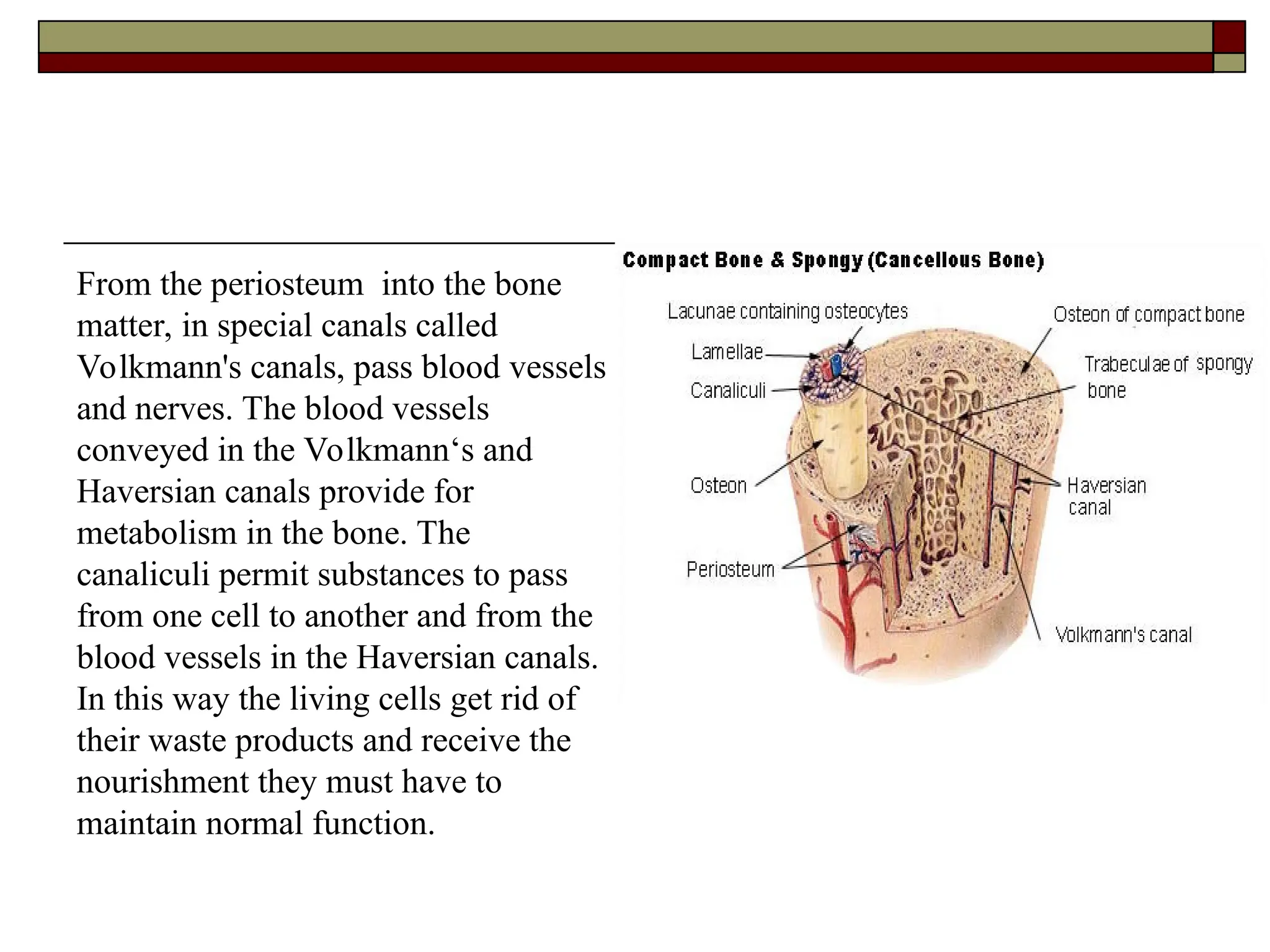 From the periosteum into the bone
matter, in special canals called
Volkmann's canals, pass blood vessels
and nerves. The blood vessels
conveyed in the Volkmann‘s and
Haversian canals provide for
metabolism in the bone. The
canaliculi permit substances to pass
from one cell to another and from the
blood vessels in the Haversian canals.
In this way the living cells get rid of
their waste products and receive the
nourishment they must have to
maintain normal function.
 