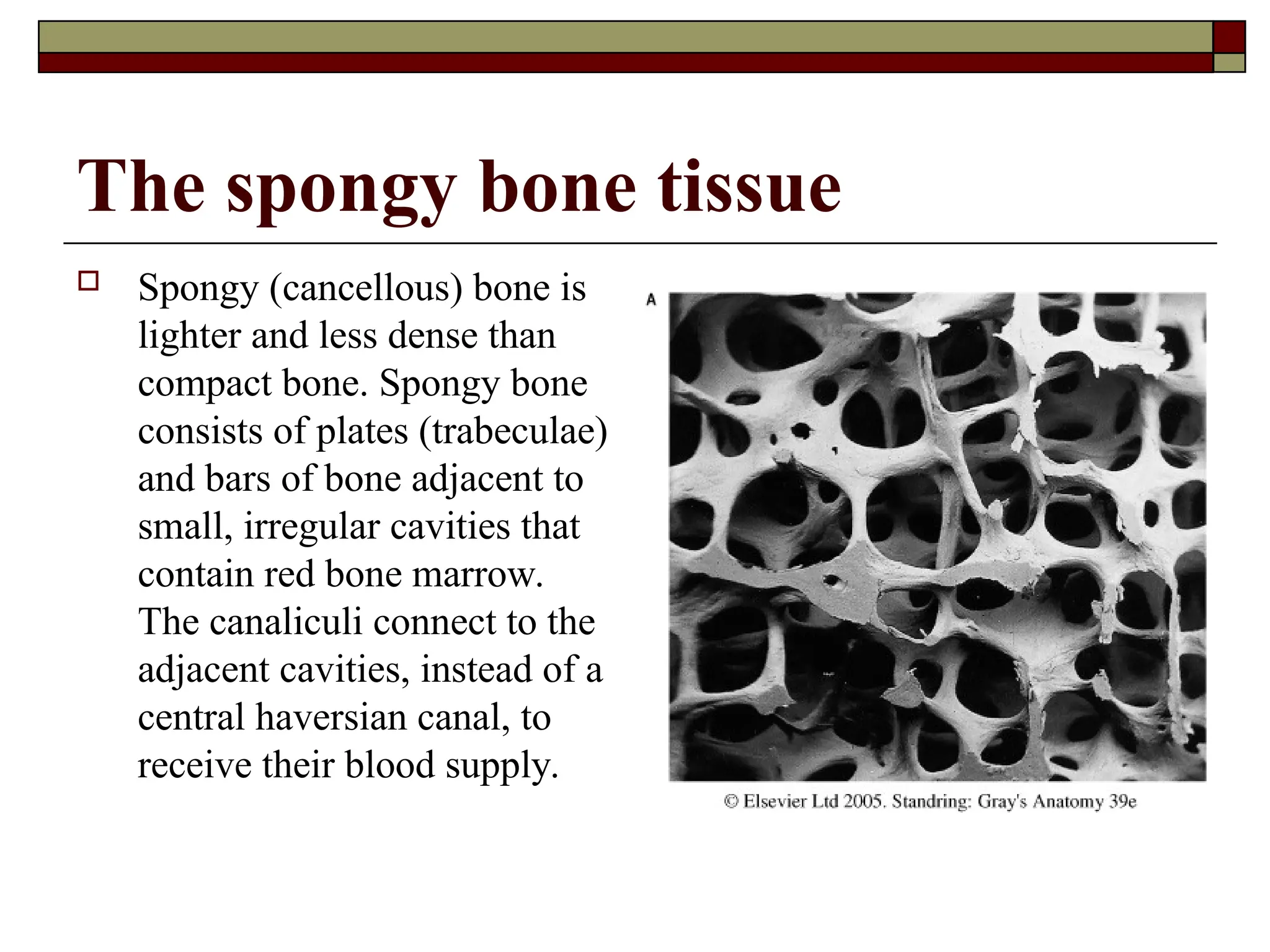 The spongy bone tissue
 Spongy (cancellous) bone is
lighter and less dense than
compact bone. Spongy bone
consists of plates (trabeculae)
and bars of bone adjacent to
small, irregular cavities that
contain red bone marrow.
The canaliculi connect to the
adjacent cavities, instead of a
central haversian canal, to
receive their blood supply.
 