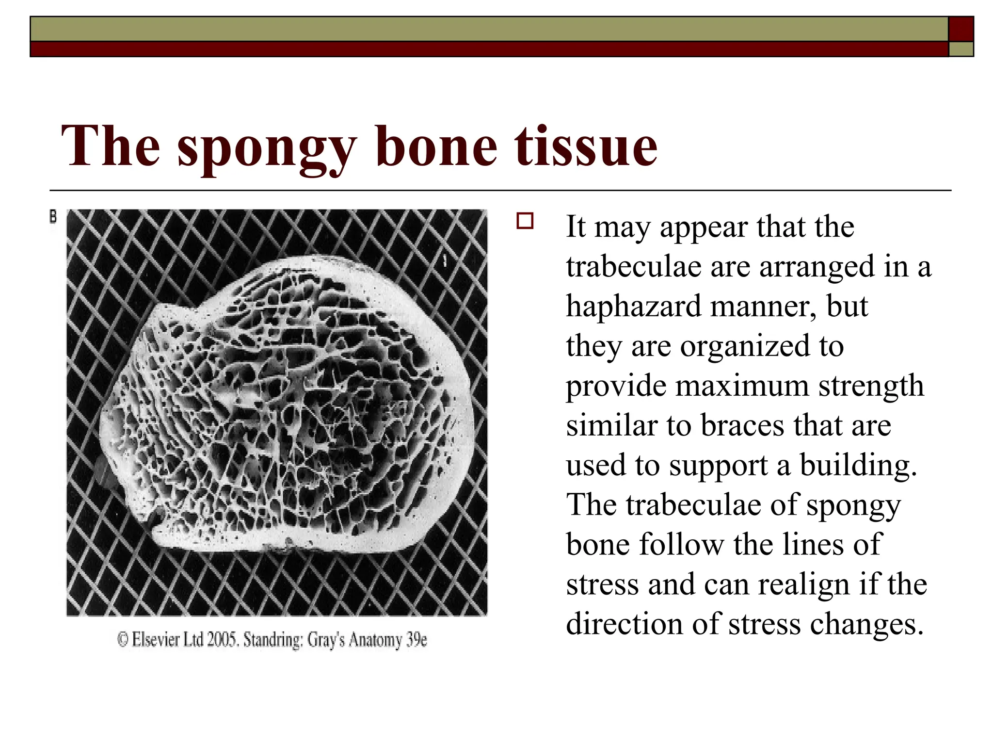 The spongy bone tissue
 It may appear that the
trabeculae are arranged in a
haphazard manner, but
they are organized to
provide maximum strength
similar to braces that are
used to support a building.
The trabeculae of spongy
bone follow the lines of
stress and can realign if the
direction of stress changes.
 