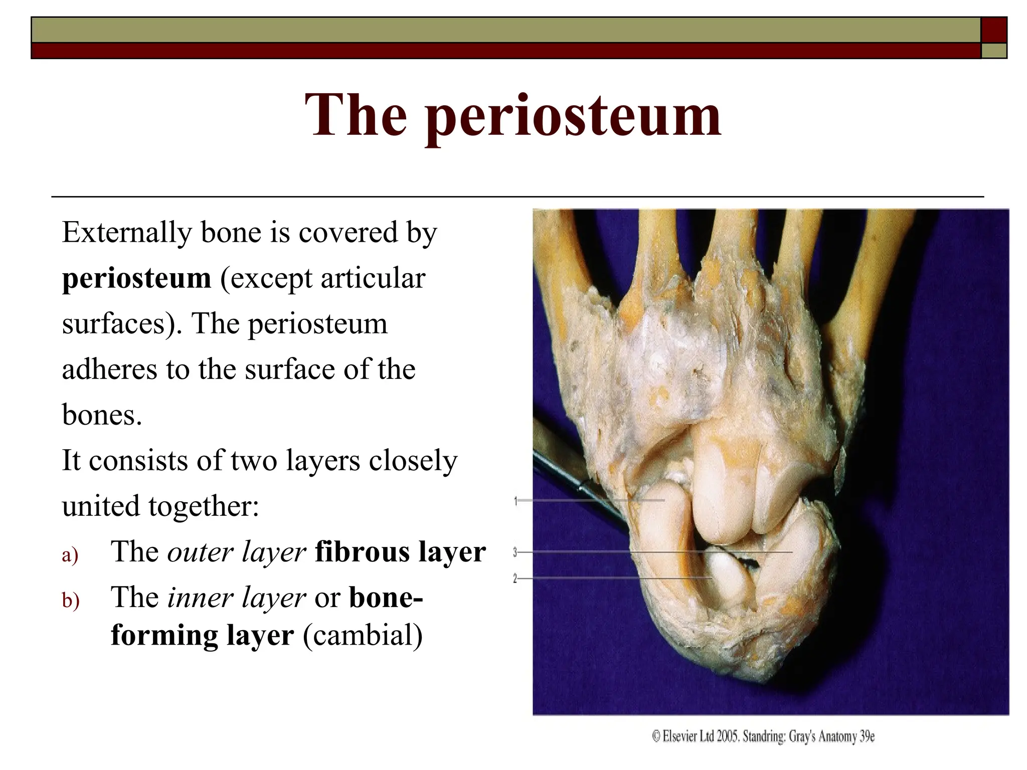 The periosteum
Externally bone is covered by
periosteum (except articular
surfaces). The periosteum
adheres to the surface of the
bones.
It consists of two layers closely
united together:
a) The outer layer fibrous layer
b) The inner layer or bone-
forming layer (cambial)
 