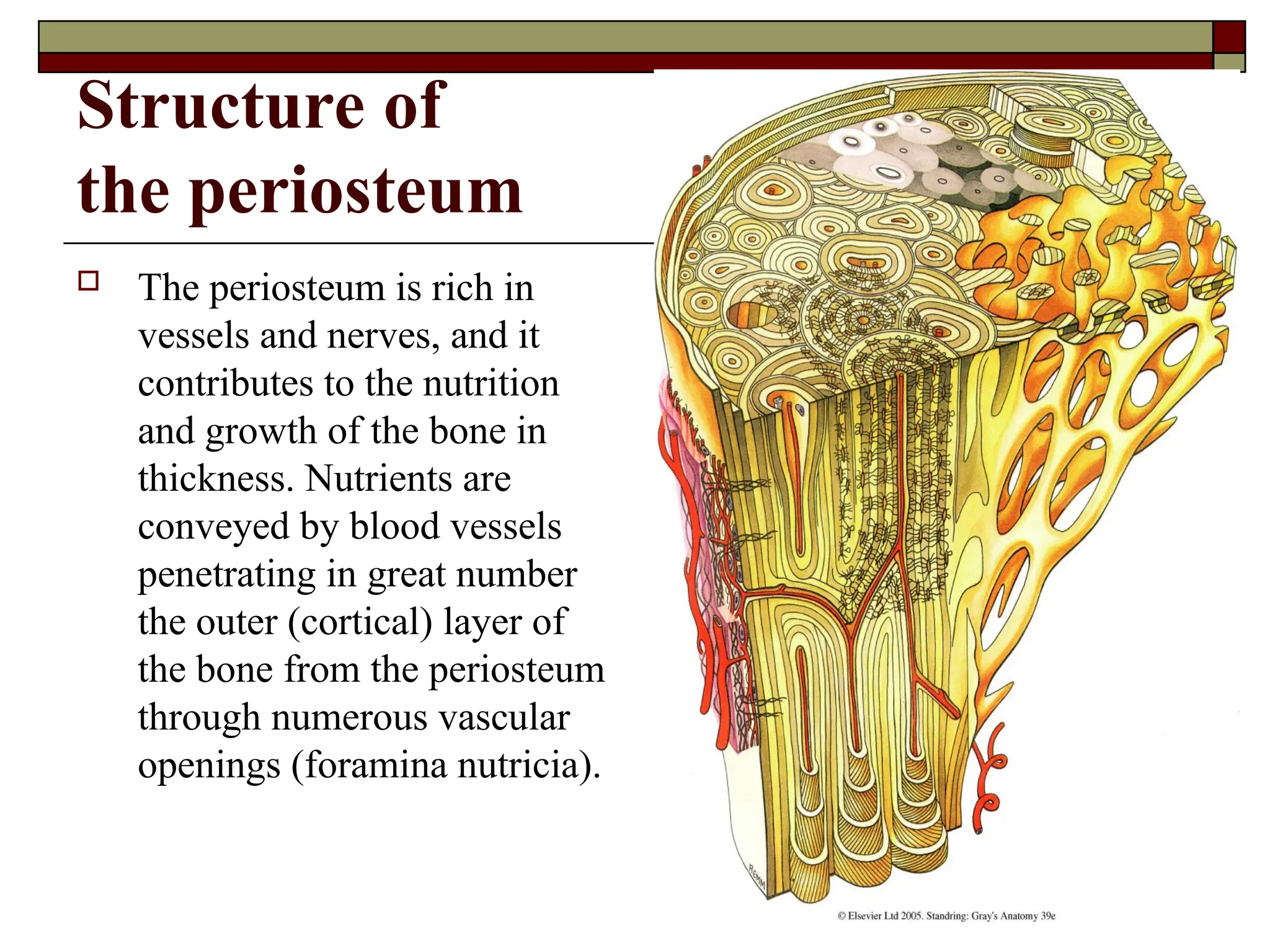 Structure of
the periosteum
 The periosteum is rich in
vessels and nerves, and it
contributes to the nutrition
and growth of the bone in
thickness. Nutrients are
conveyed by blood vessels
penetrating in great number
the outer (cortical) layer of
the bone from the periosteum
through numerous vascular
openings (foramina nutricia).
 