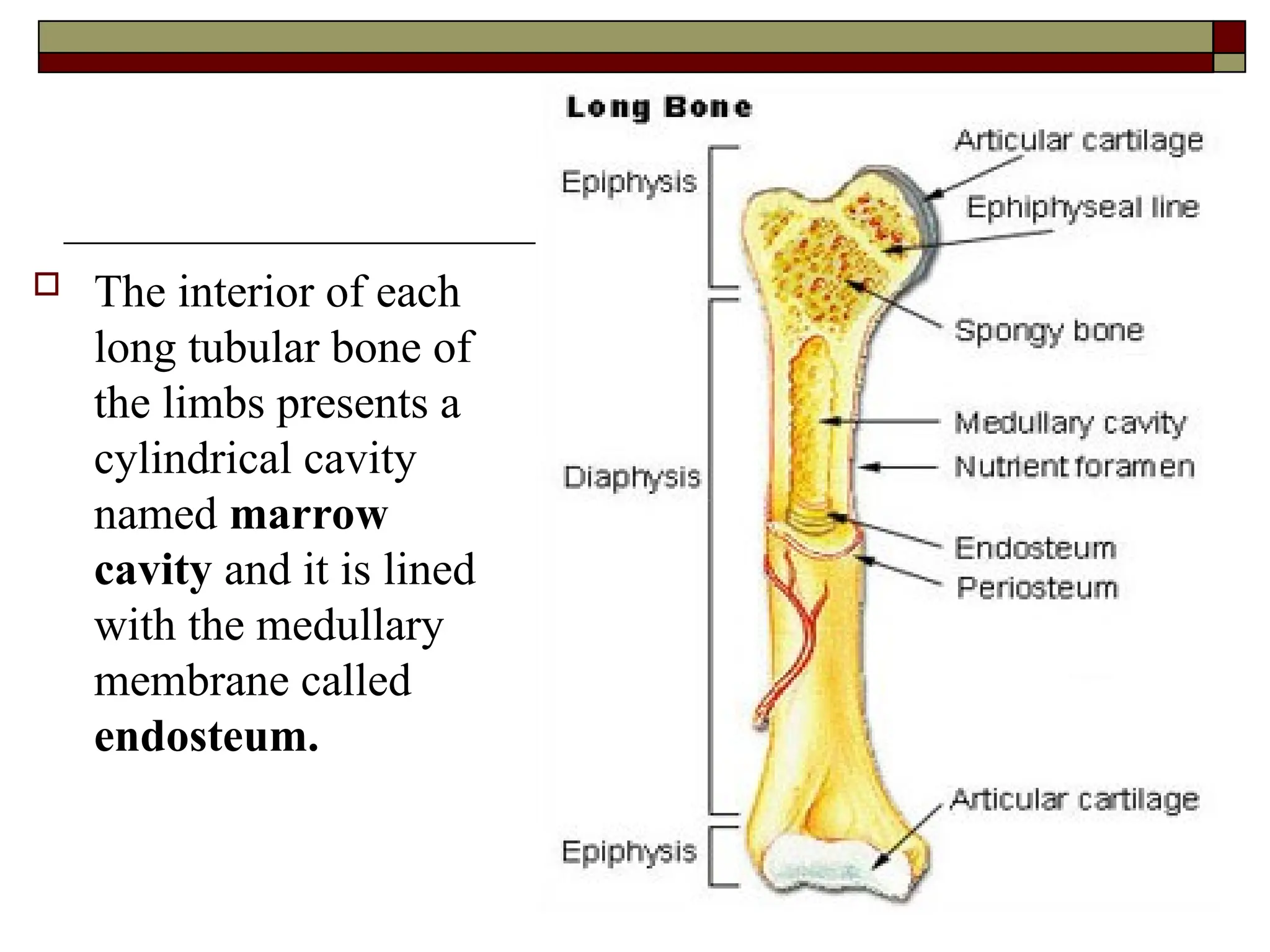  The interior of each
long tubular bone of
the limbs presents a
cylindrical cavity
named marrow
cavity and it is lined
with the medullary
membrane called
endosteum.
 