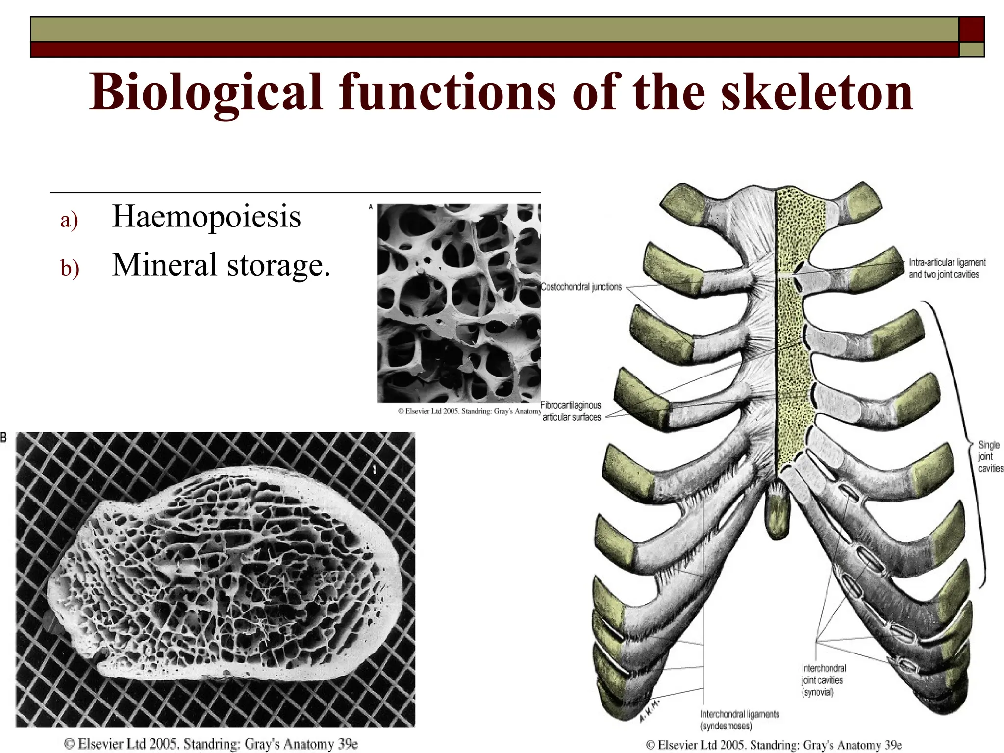 Biological functions of the skeleton
a) Haemopoiesis
b) Mineral storage.
 