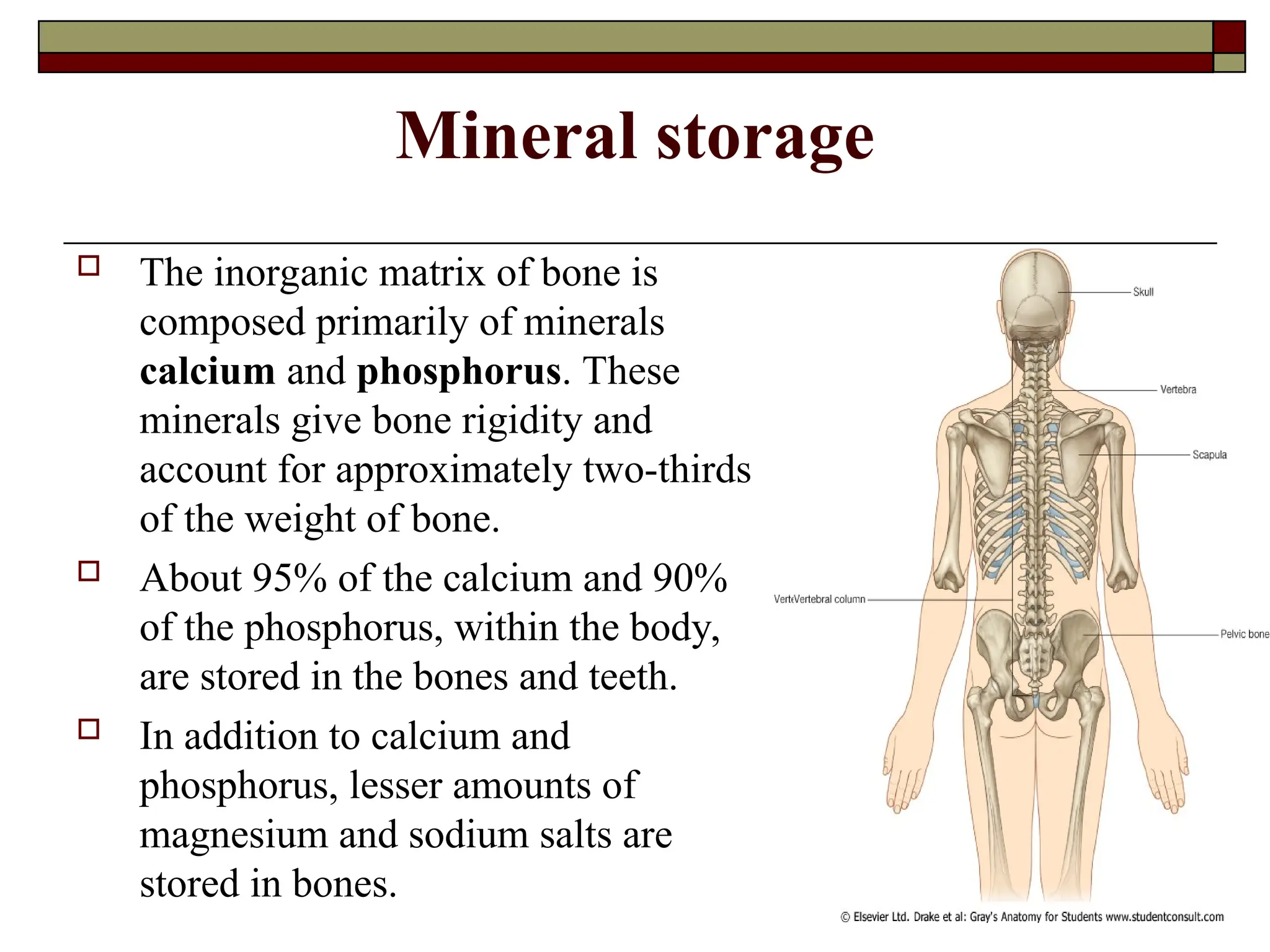 Mineral storage
 The inorganic matrix of bone is
composed primarily of minerals
calcium and phosphorus. These
minerals give bone rigidity and
account for approximately two-thirds
of the weight of bone.
 About 95% of the calcium and 90%
of the phosphorus, within the body,
are stored in the bones and teeth.
 In addition to calcium and
phosphorus, lesser amounts of
magnesium and sodium salts are
stored in bones.
 