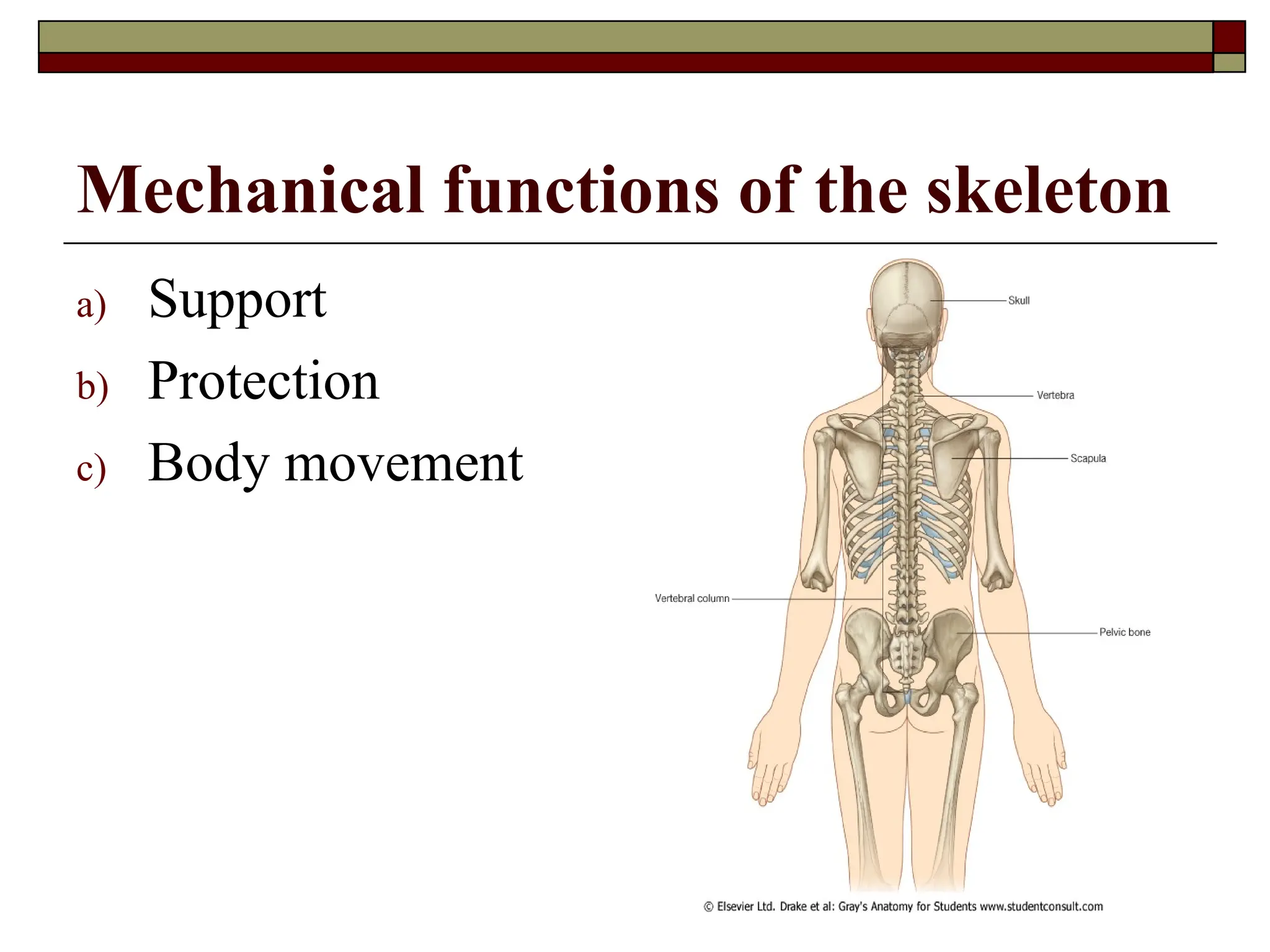 Mechanical functions of the skeleton
a) Support
b) Protection
c) Body movement
 