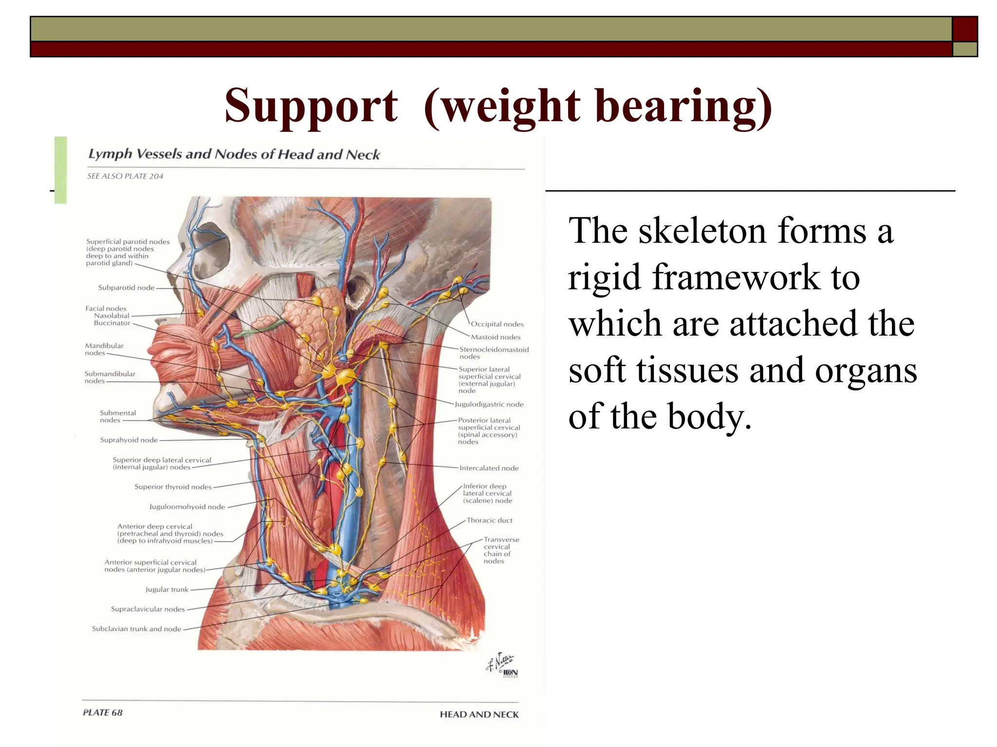 Support (weight bearing)
 The skeleton forms a
rigid framework to
which are attached the
soft tissues and organs
of the body.
 