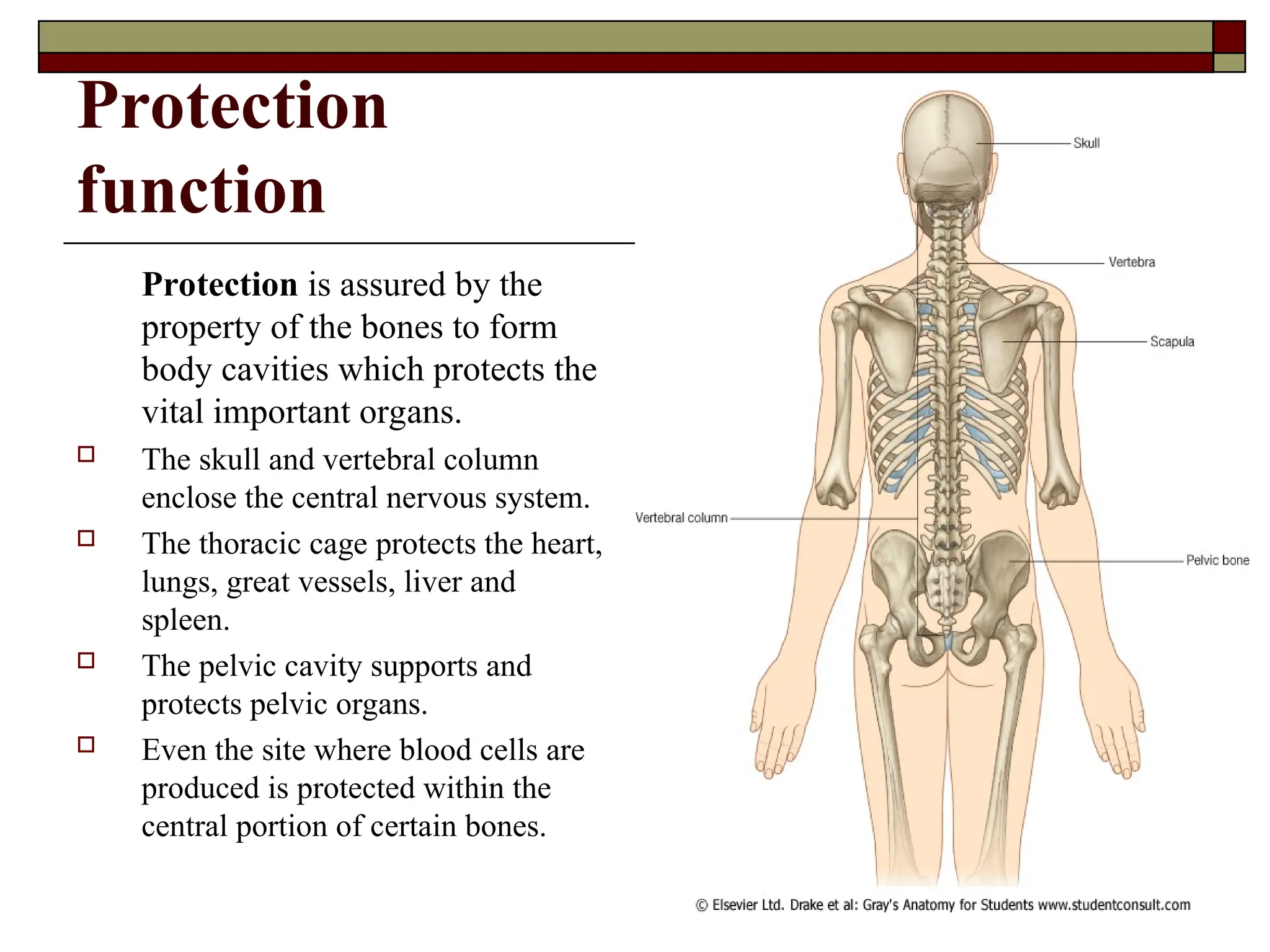 Protection
function
Protection is assured by the
property of the bones to form
body cavities which protects the
vital important organs.
 The skull and vertebral column
enclose the central nervous system.
 The thoracic cage protects the heart,
lungs, great vessels, liver and
spleen.
 The pelvic cavity supports and
protects pelvic organs.
 Even the site where blood cells are
produced is protected within the
central portion of certain bones.
 