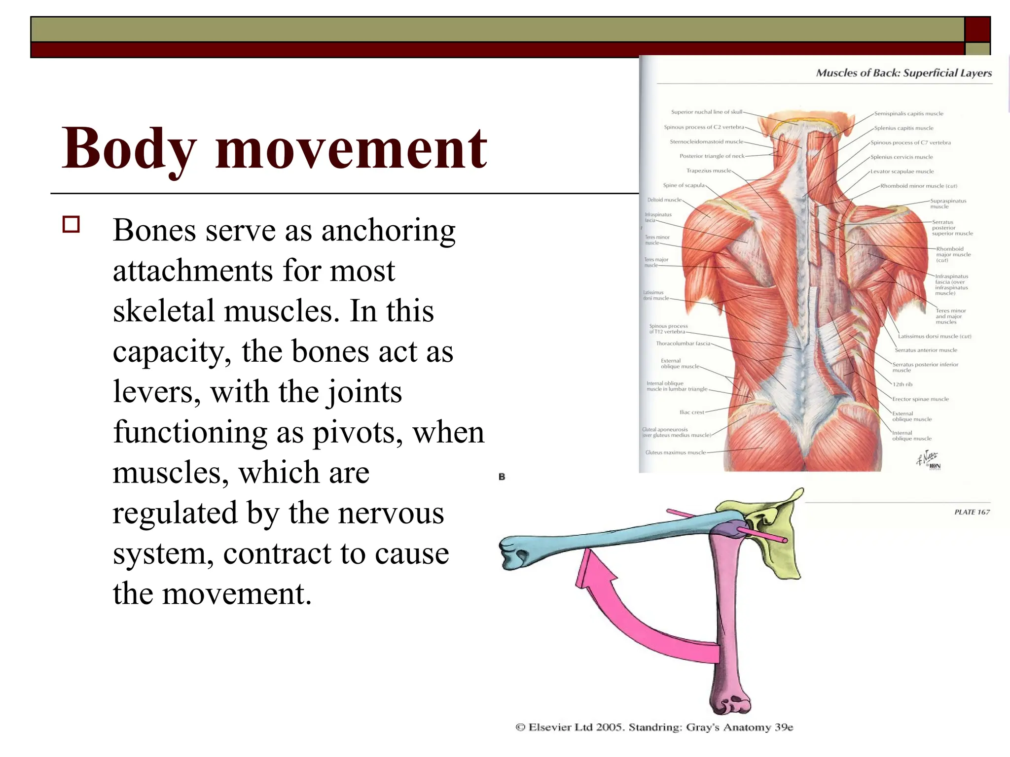 Body movement
 Bones serve as anchoring
attachments for most
skeletal muscles. In this
capacity, the bones act as
levers, with the joints
functioning as pivots, when
muscles, which are
regulated by the nervous
system, contract to cause
the movement.
 