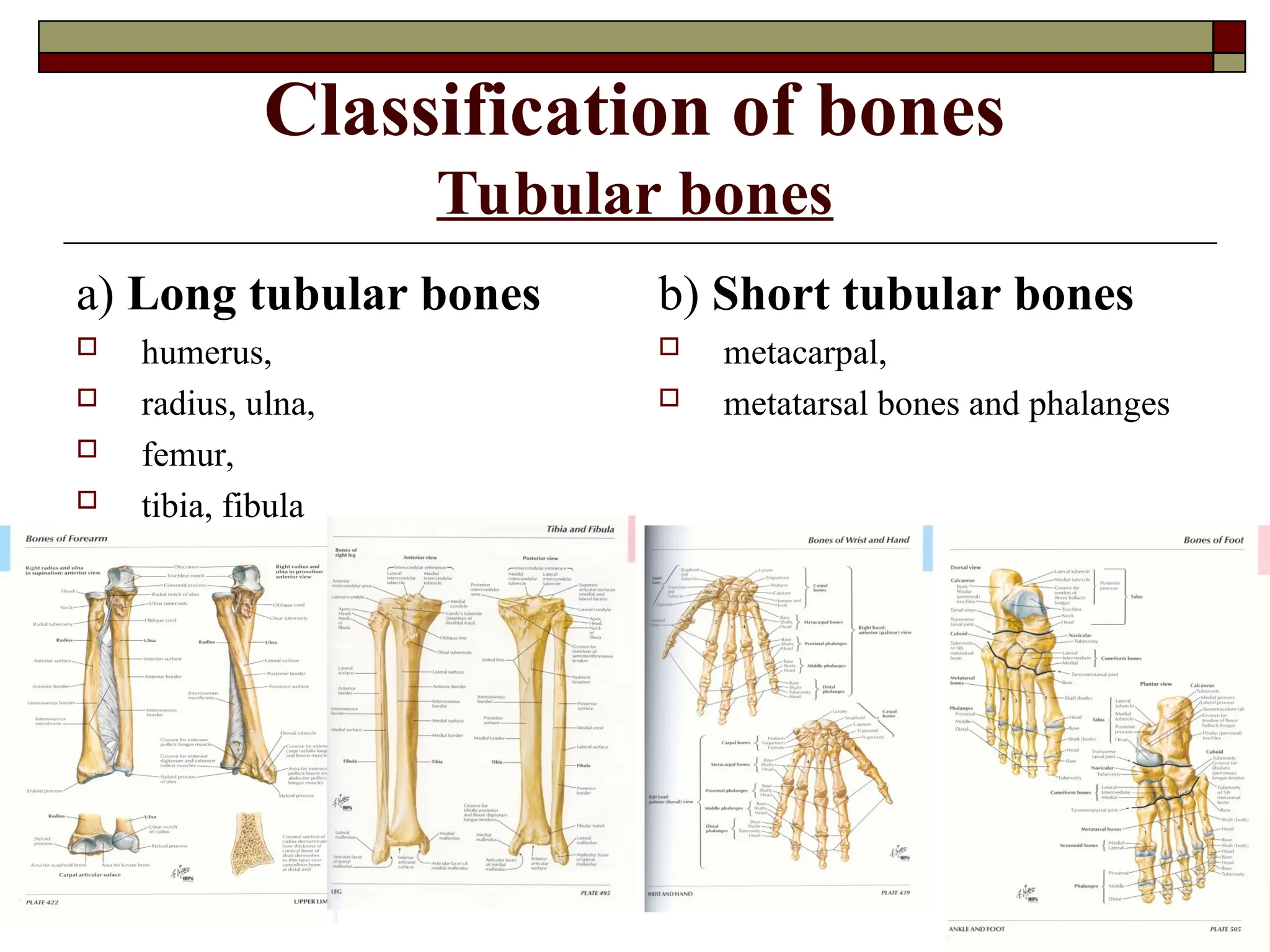 Classification of bones
Tubular bones
a) Long tubular bones
 humerus,
 radius, ulna,
 femur,
 tibia, fibula
b) Short tubular bones
 metacarpal,
 metatarsal bones and phalanges
 
