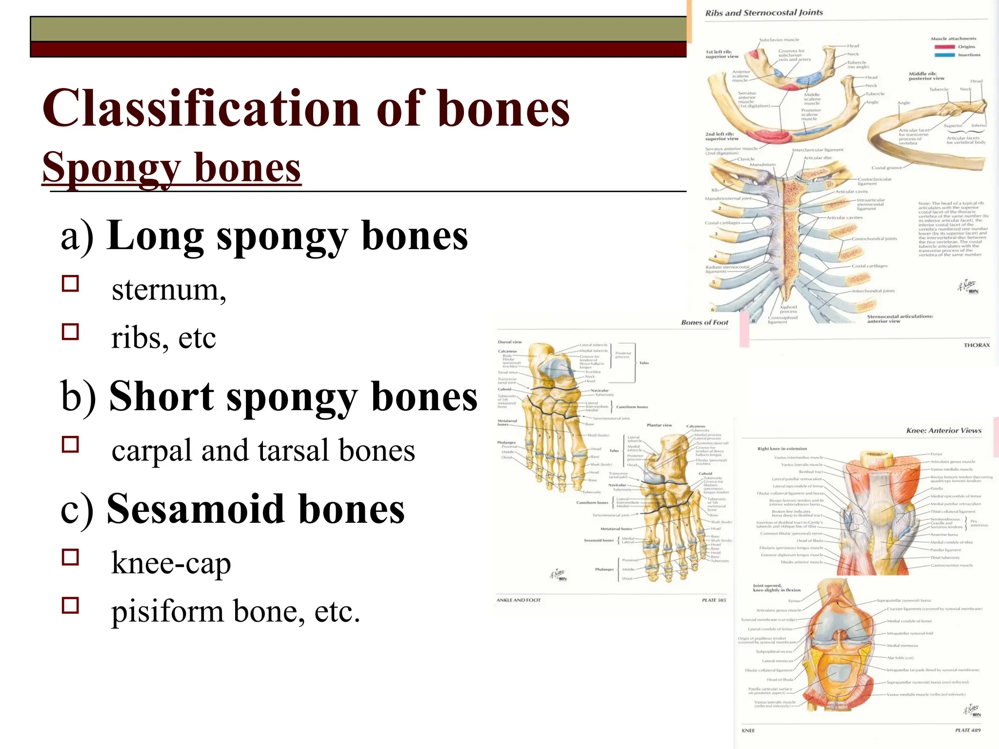 Classification of bones
Spongy bones
a) Long spongy bones
 sternum,
 ribs, etc
b) Short spongy bones
 carpal and tarsal bones
c) Sesamoid bones
 knee-cap
 pisiform bone, etc.
 