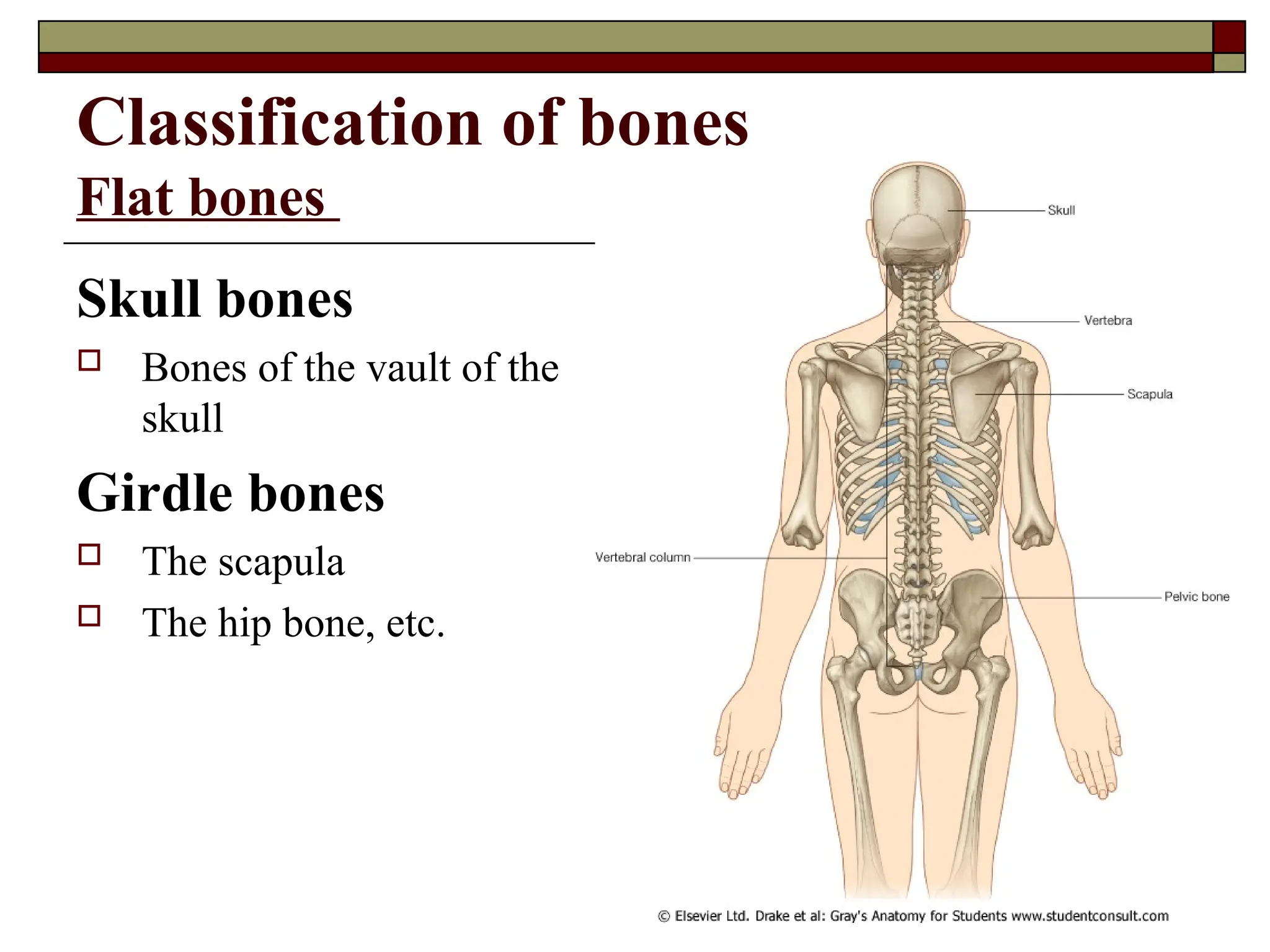 Classification of bones
Flat bones
Skull bones
 Bones of the vault of the
skull
Girdle bones
 The scapula
 The hip bone, etc.
 