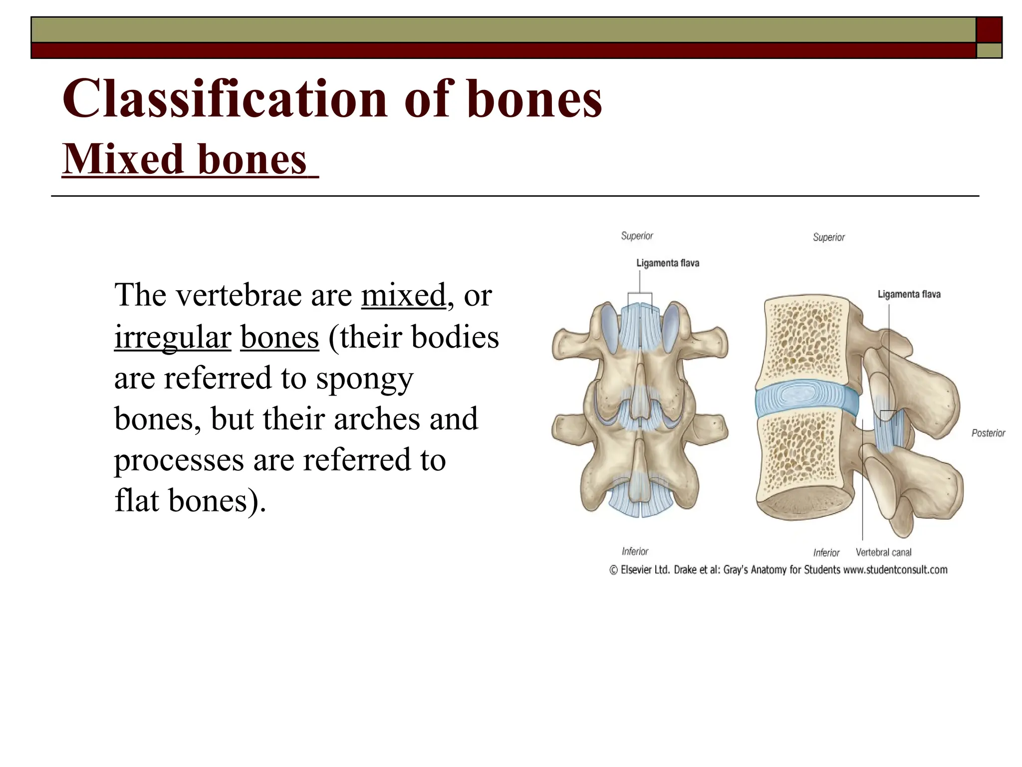 Classification of bones
Mixed bones
The vertebrae are mixed, or
irregular bones (their bodies
are referred to spongy
bones, but their arches and
processes are referred to
flat bones).
 