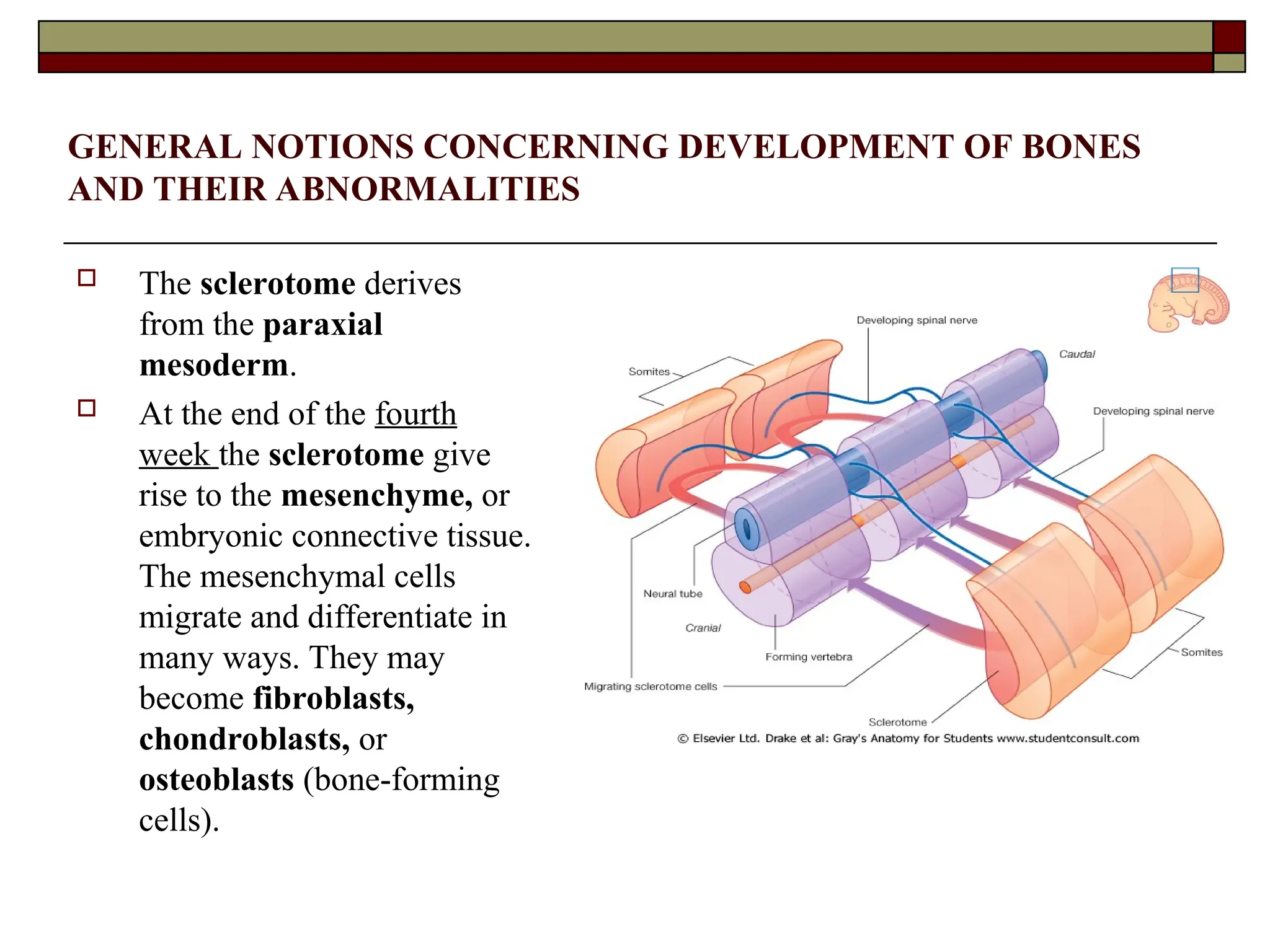 GENERAL NOTIONS CONCERNING DEVELOPMENT OF BONES
AND THEIR ABNORMALITIES
 The sclerotome derives
from the paraxial
mesoderm.
 At the end of the fourth
week the sclerotome give
rise to the mesenchyme, or
embryonic connective tissue.
The mesenchymal cells
migrate and differentiate in
many ways. They may
become fibroblasts,
chondroblasts, or
osteoblasts (bone-forming
cells).
 