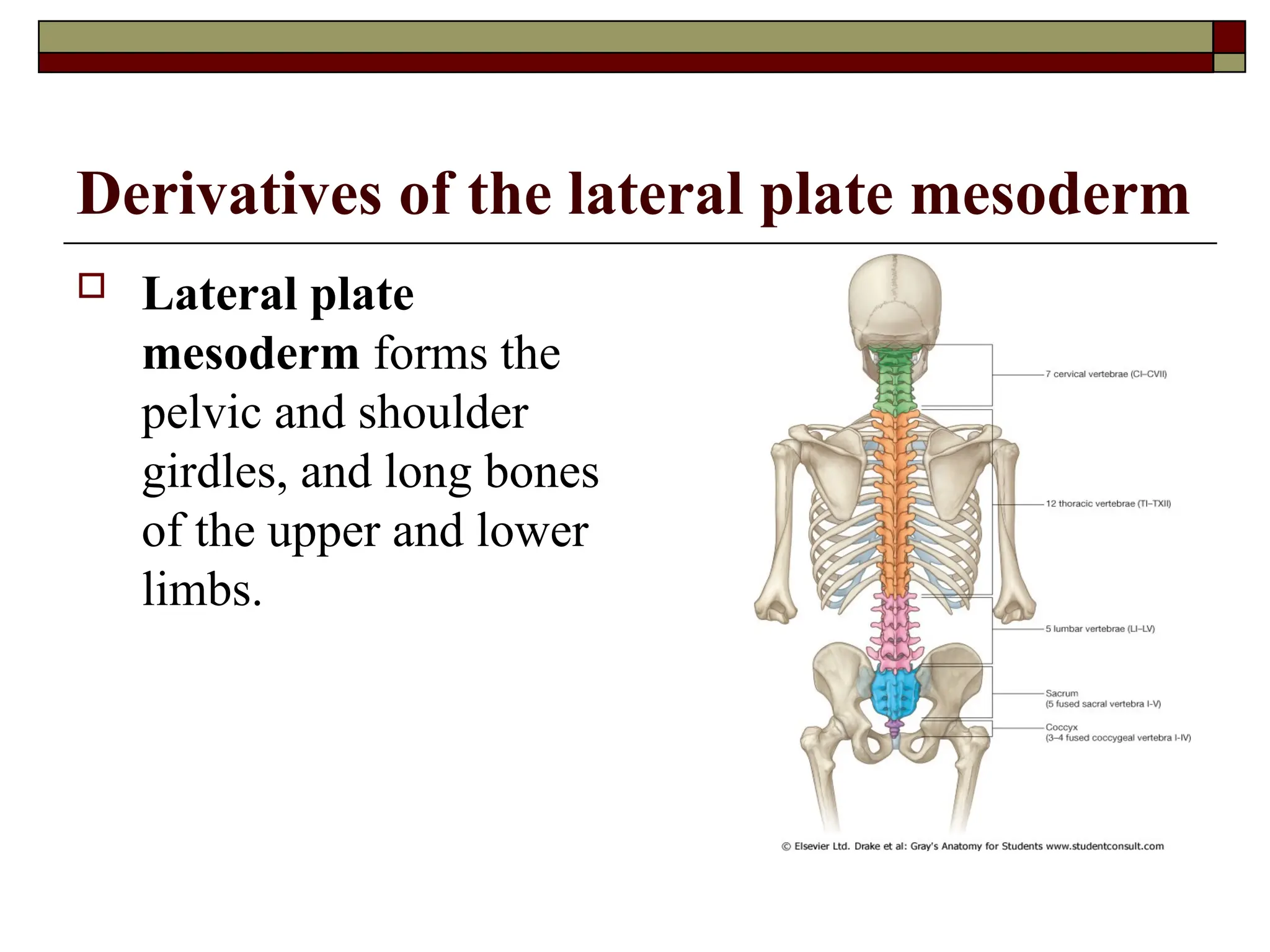 Derivatives of the lateral plate mesoderm
 Lateral plate
mesoderm forms the
pelvic and shoulder
girdles, and long bones
of the upper and lower
limbs.
 