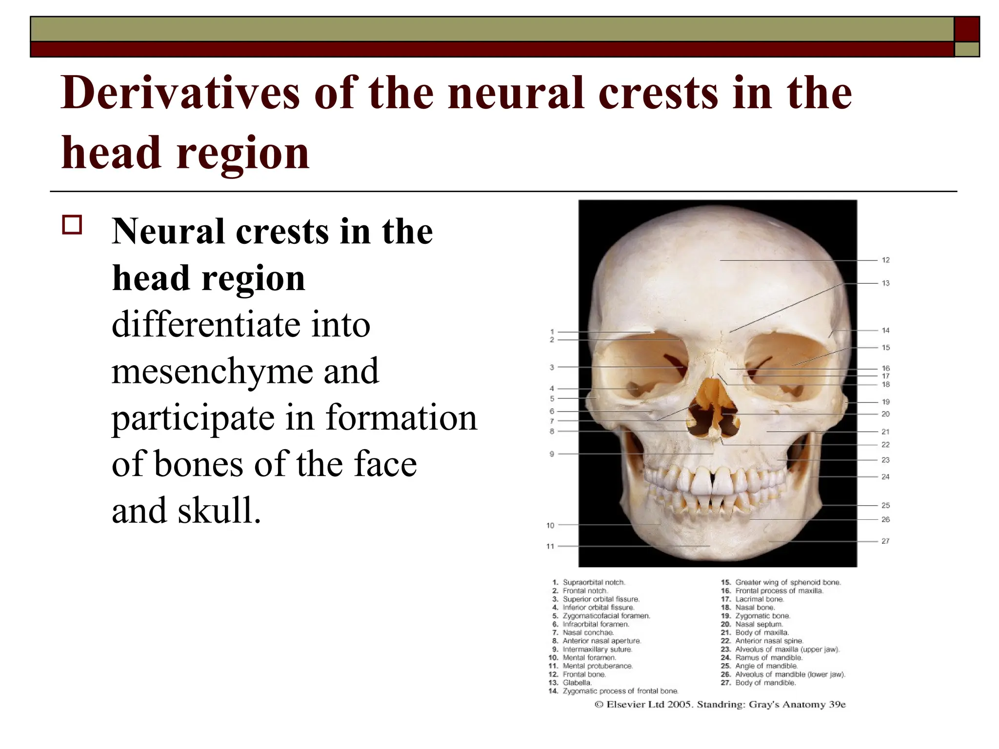 Derivatives of the neural crests in the
head region
 Neural crests in the
head region
differentiate into
mesenchyme and
participate in formation
of bones of the face
and skull.
 