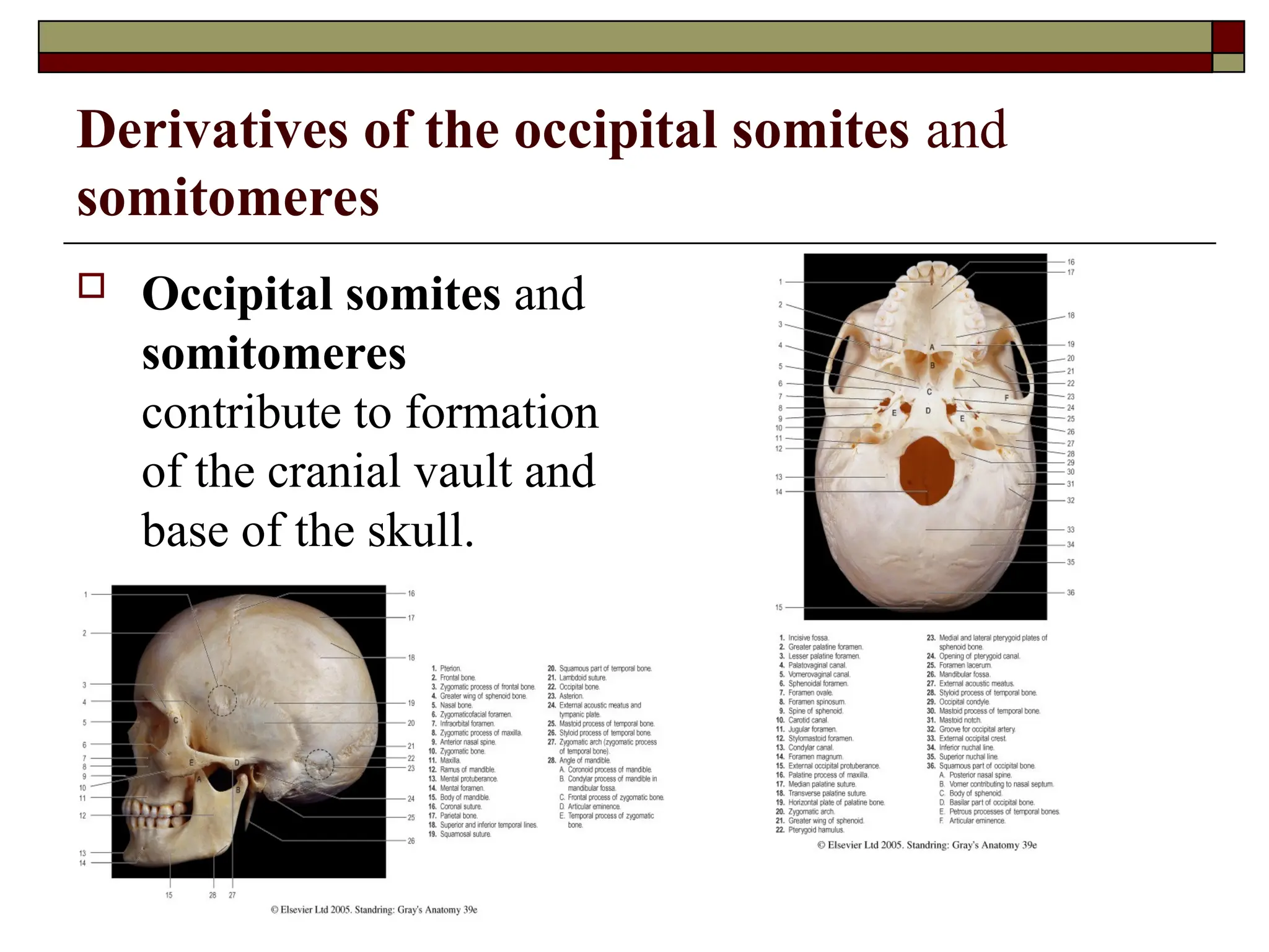 Derivatives of the occipital somites and
somitomeres
 Occipital somites and
somitomeres
contribute to formation
of the cranial vault and
base of the skull.
 
