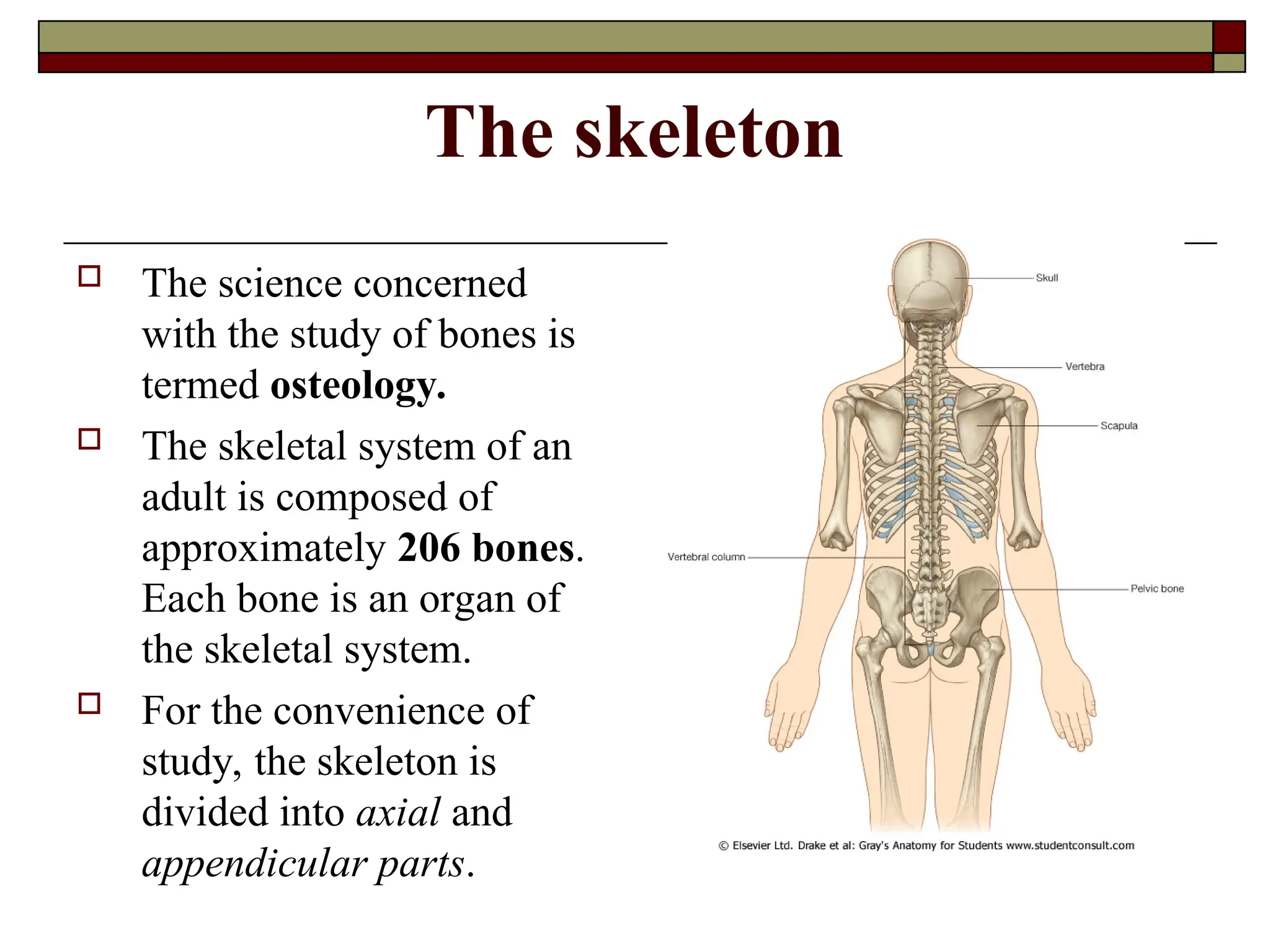 The skeleton
 The science concerned
with the study of bones is
termed osteology.
 The skeletal system of an
adult is composed of
approximately 206 bones.
Each bone is an organ of
the skeletal system.
 For the convenience of
study, the skeleton is
divided into axial and
appendicular parts.
 