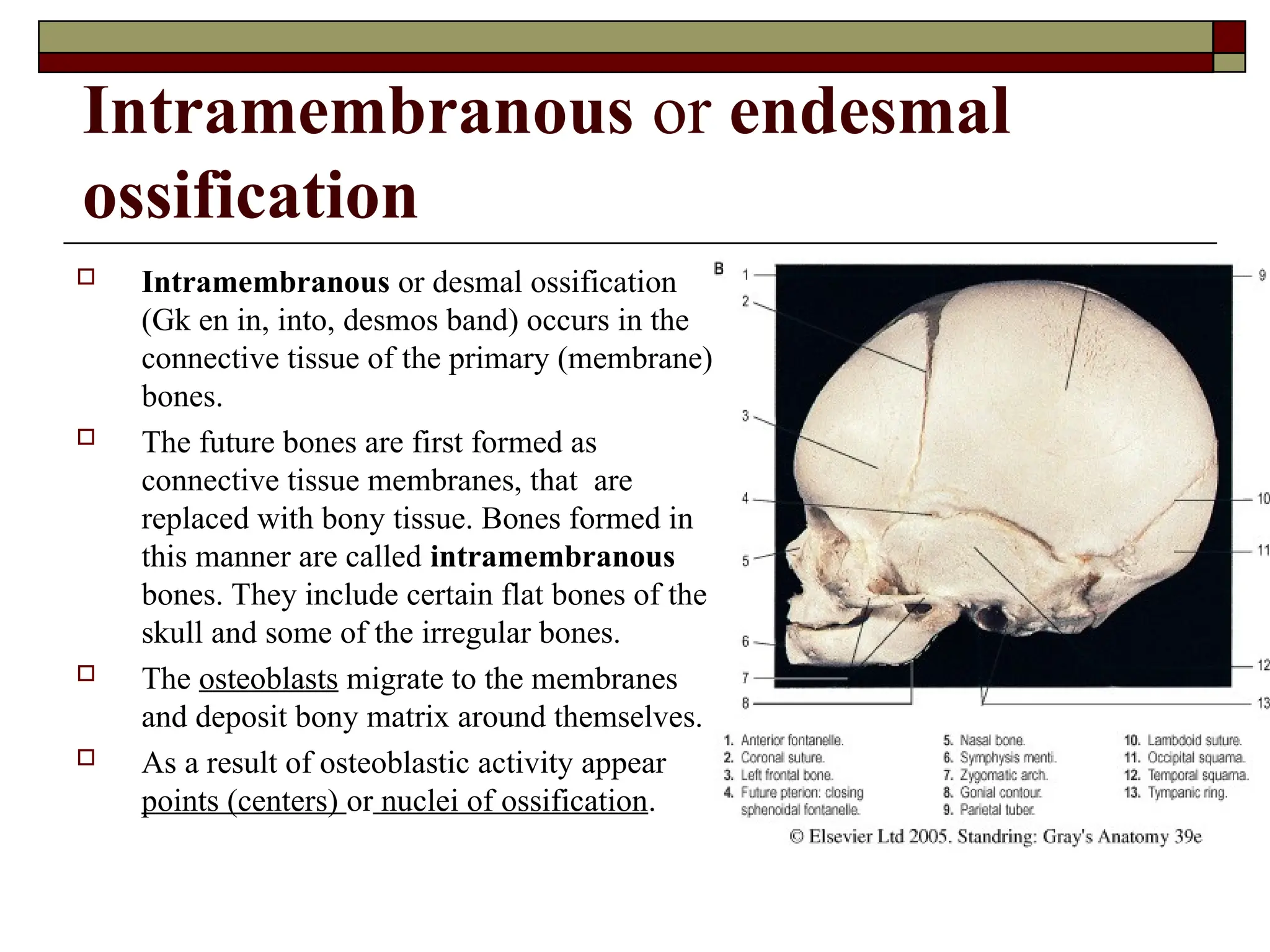 Intramembranous or endesmal
ossification
 Intramembranous or desmal ossification
(Gk en in, into, desmos band) occurs in the
connective tissue of the primary (membrane)
bones.
 The future bones are first formed as
connective tissue membranes, that are
replaced with bony tissue. Bones formed in
this manner are called intramembranous
bones. They include certain flat bones of the
skull and some of the irregular bones.
 The osteoblasts migrate to the membranes
and deposit bony matrix around themselves.
 As a result of osteoblastic activity appear
points (centers) or nuclei of ossification.
 