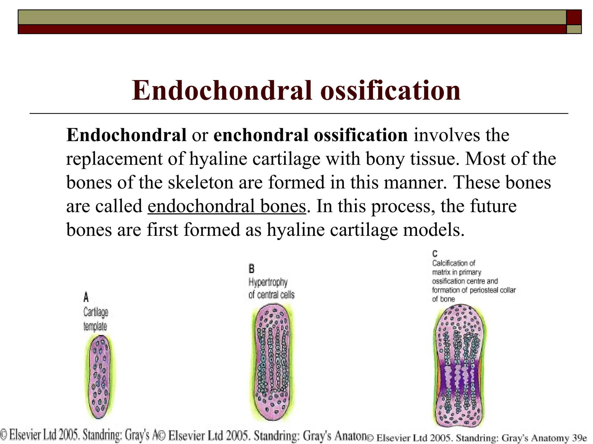 Endochondral ossification
Endochondral or enchondral ossification involves the
replacement of hyaline cartilage with bony tissue. Most of the
bones of the skeleton are formed in this manner. These bones
are called endochondral bones. In this process, the future
bones are first formed as hyaline cartilage models.
 