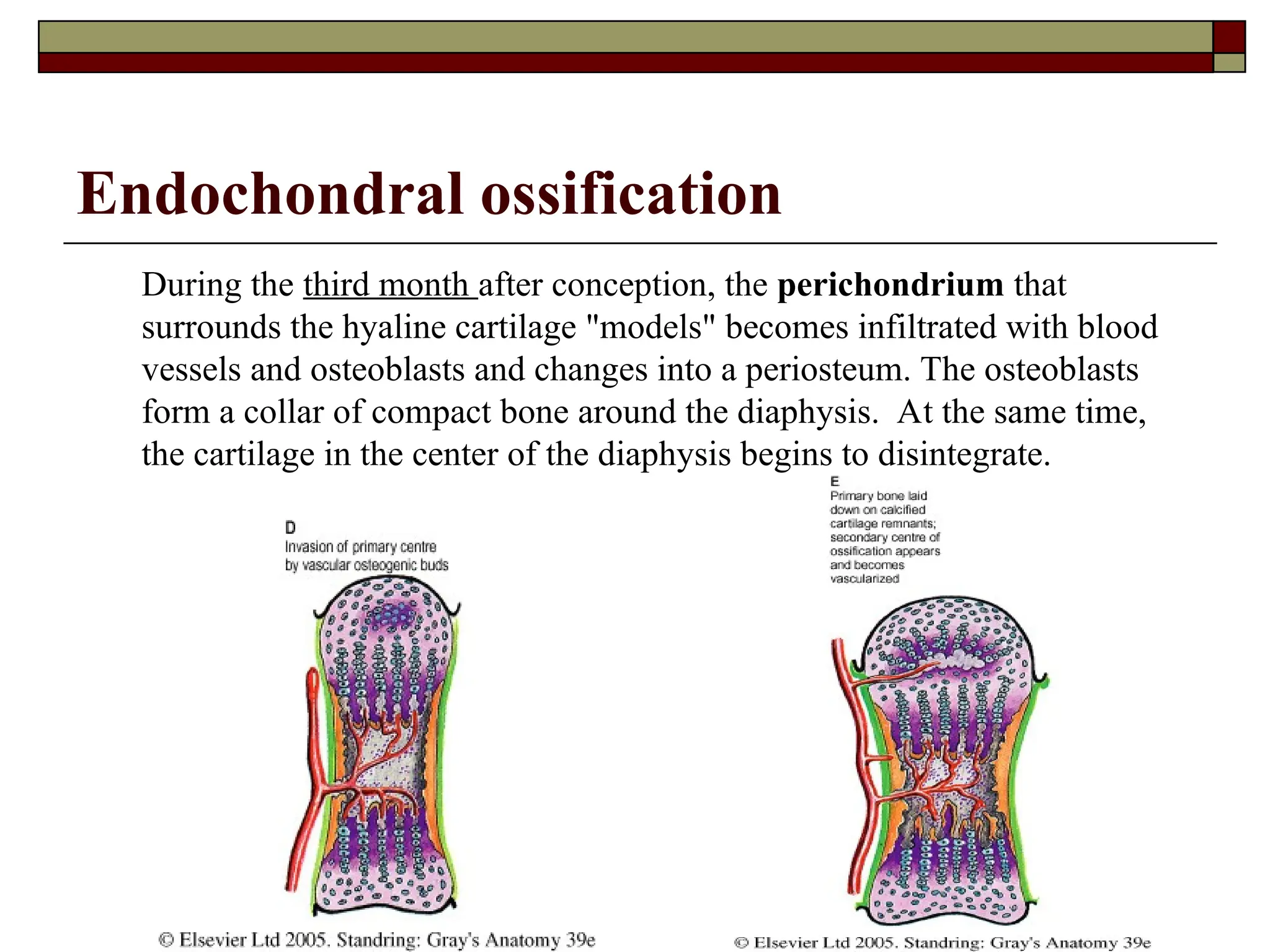 Endochondral ossification
During the third month after conception, the perichondrium that
surrounds the hyaline cartilage "models" becomes infiltrated with blood
vessels and osteoblasts and changes into a periosteum. The osteoblasts
form a collar of compact bone around the diaphysis. At the same time,
the cartilage in the center of the diaphysis begins to disintegrate.
 