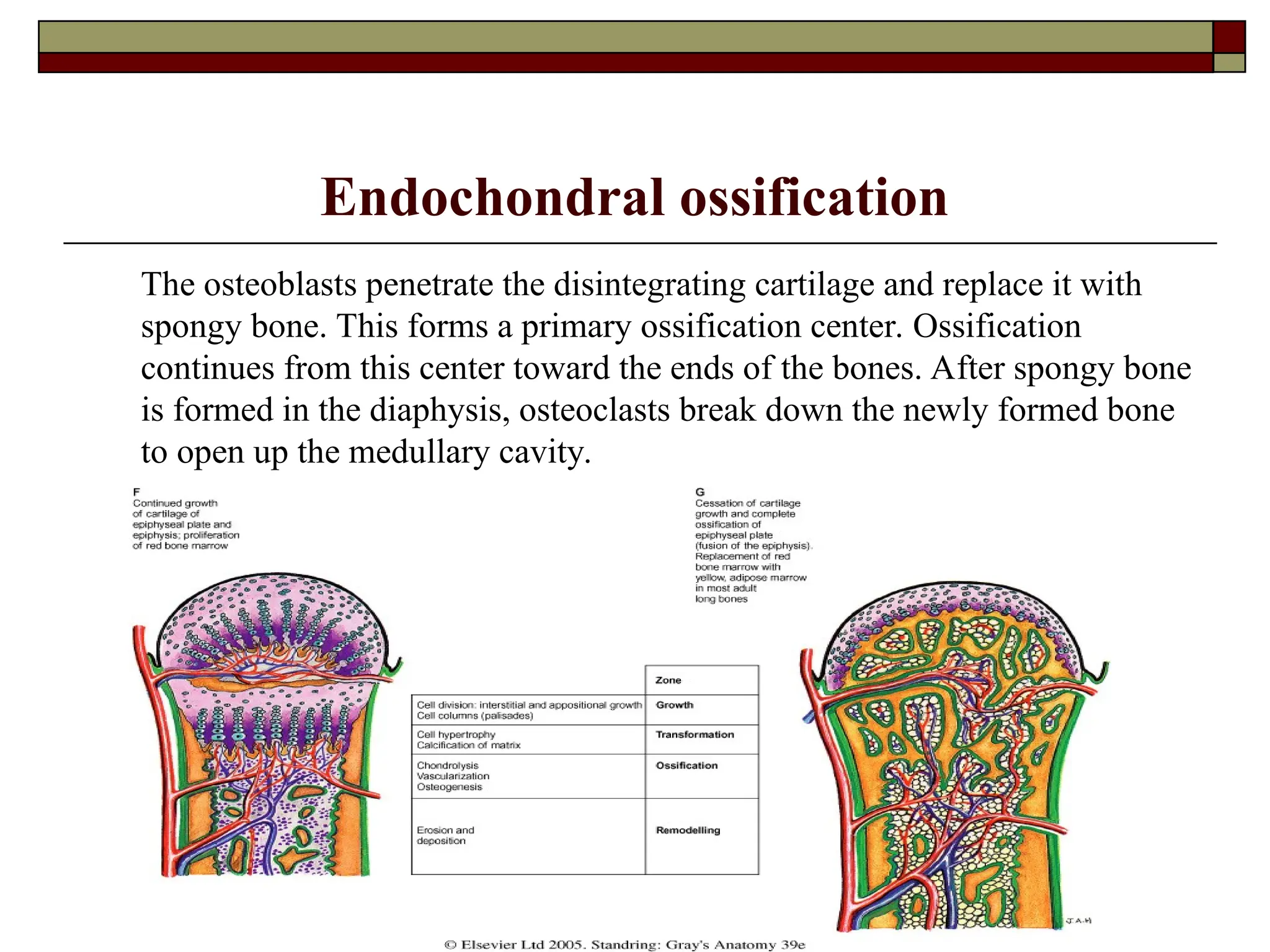 Endochondral ossification
The osteoblasts penetrate the disintegrating cartilage and replace it with
spongy bone. This forms a primary ossification center. Ossification
continues from this center toward the ends of the bones. After spongy bone
is formed in the diaphysis, osteoclasts break down the newly formed bone
to open up the medullary cavity.
 