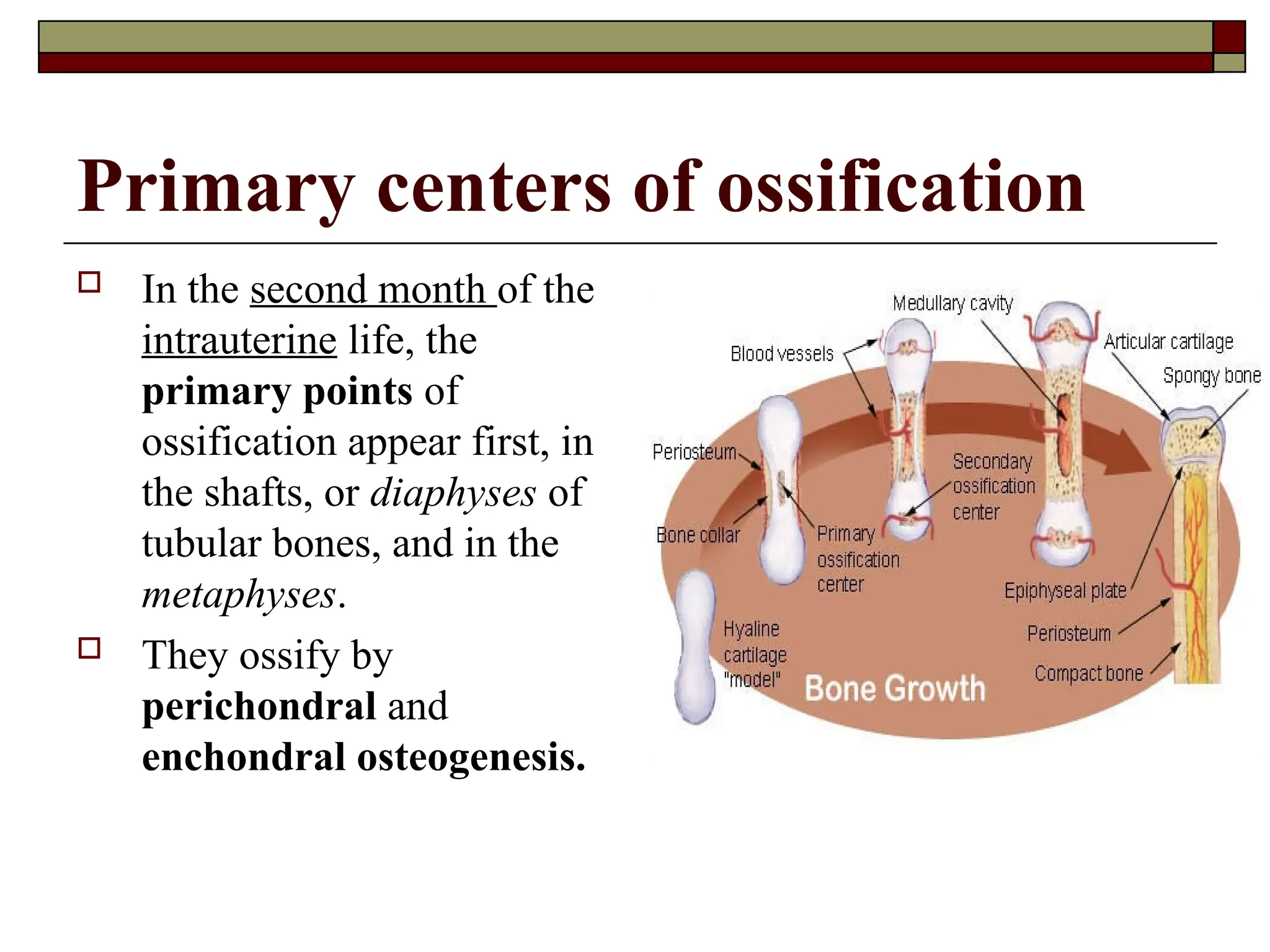 Primary centers of ossification
 In the second month of the
intrauterine life, the
primary points of
ossification appear first, in
the shafts, or diaphyses of
tubular bones, and in the
metaphyses.
 They ossify by
perichondral and
enchondral osteogenesis.
 