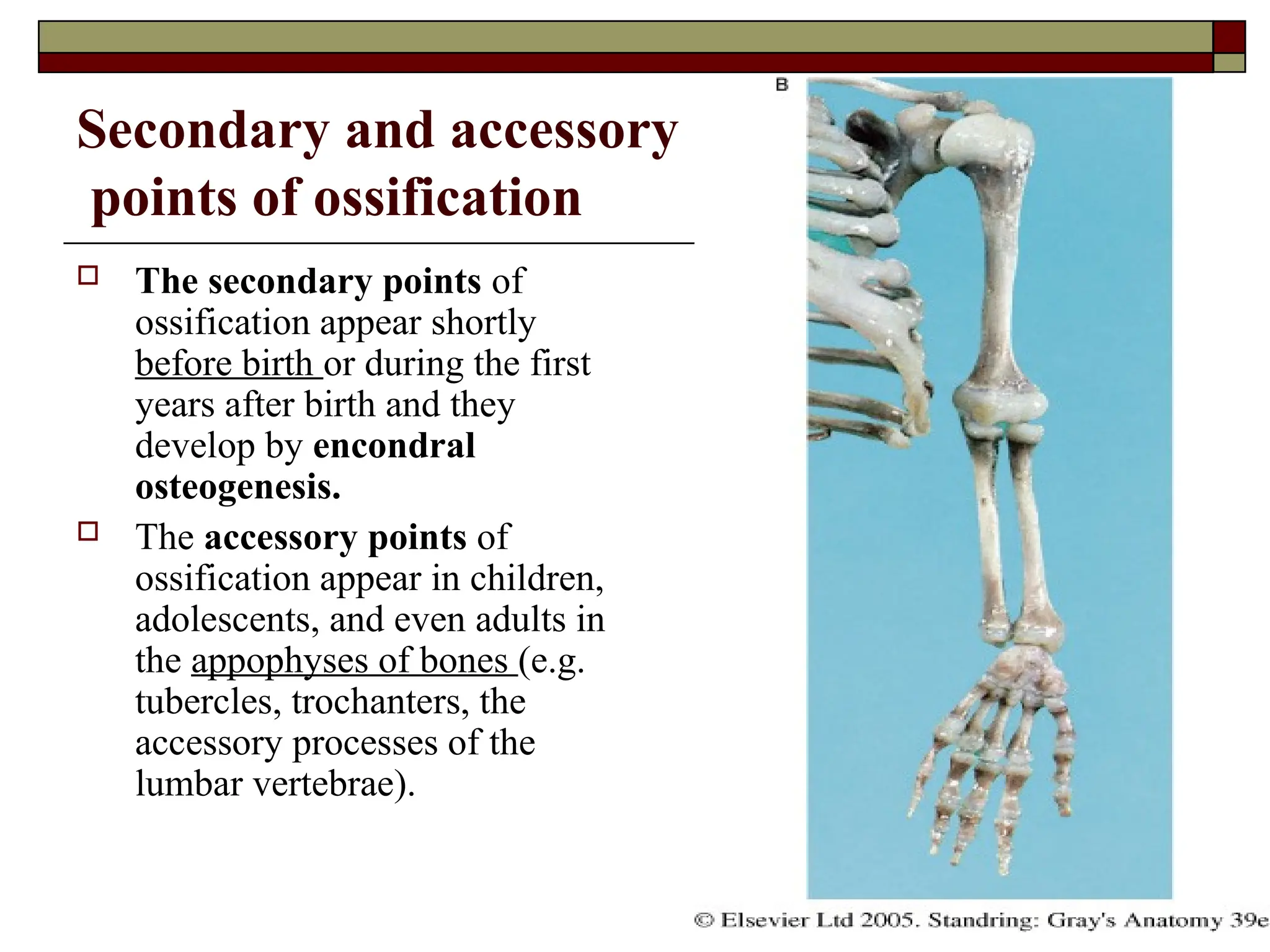 Secondary and accessory
points of ossification
 The secondary points of
ossification appear shortly
before birth or during the first
years after birth and they
develop by encondral
osteogenesis.
 The accessory points of
ossification appear in children,
adolescents, and even adults in
the appophyses of bones (e.g.
tubercles, trochanters, the
accessory processes of the
lumbar vertebrae).
 