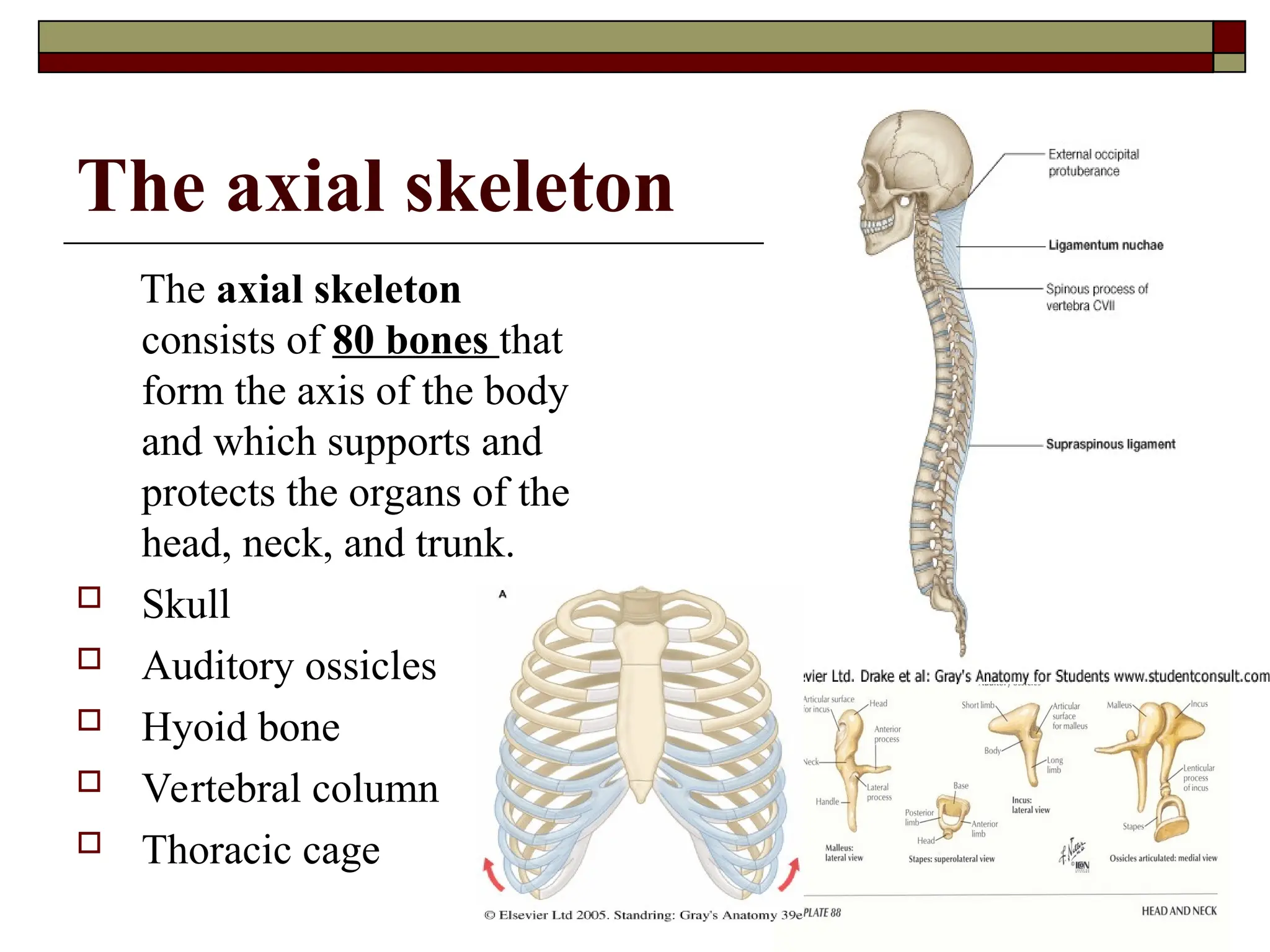 The axial skeleton
The axial skeleton
consists of 80 bones that
form the axis of the body
and which supports and
protects the organs of the
head, neck, and trunk.
 Skull
 Auditory ossicles
 Hyoid bone
 Vertebral column
 Thoracic cage
 