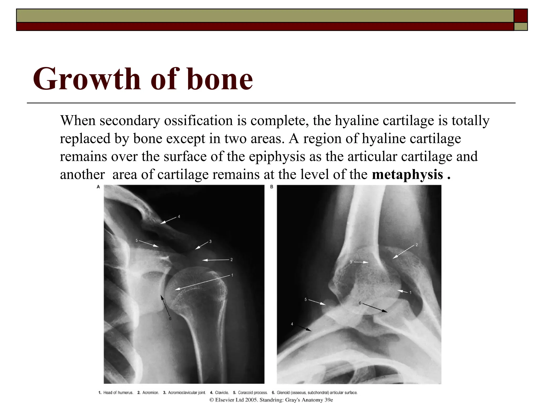 Growth of bone
When secondary ossification is complete, the hyaline cartilage is totally
replaced by bone except in two areas. A region of hyaline cartilage
remains over the surface of the epiphysis as the articular cartilage and
another area of cartilage remains at the level of the metaphysis .
 