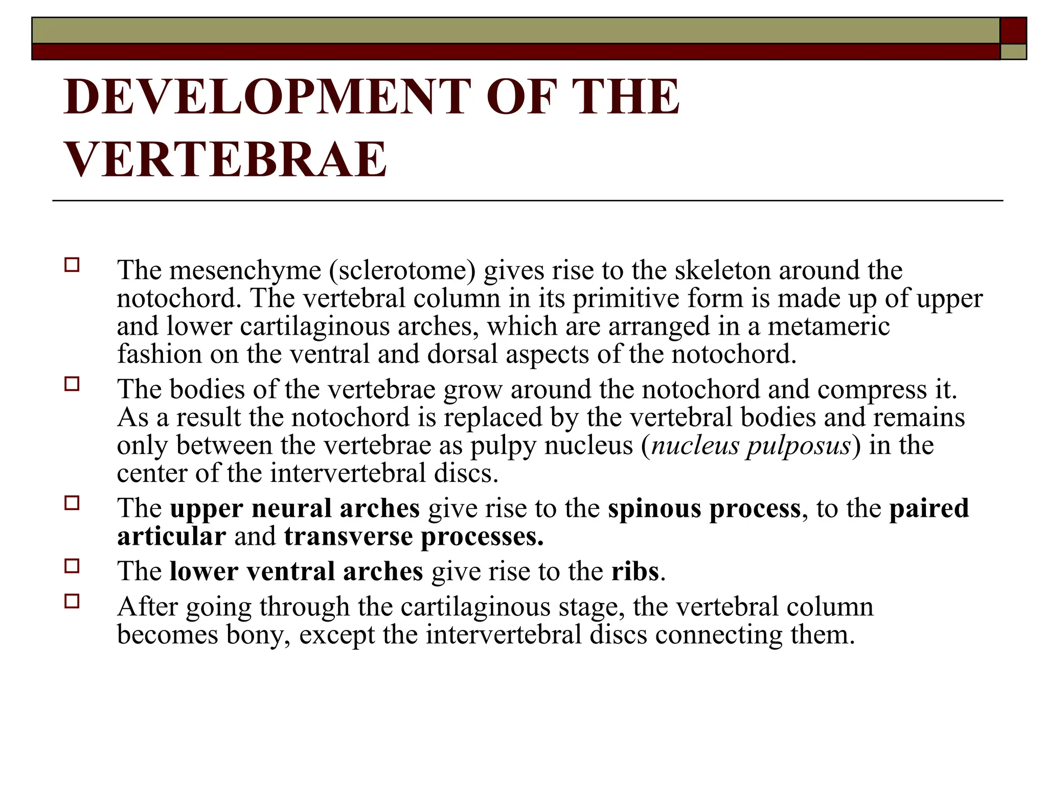 DEVELOPMENT OF THE
VERTEBRAE
 The mesenchyme (sclerotome) gives rise to the skeleton around the
notochord. The vertebral column in its primitive form is made up of upper
and lower cartilaginous arches, which are arranged in a metameric
fashion on the ventral and dorsal aspects of the notochord.
 The bodies of the vertebrae grow around the notochord and compress it.
As a result the notochord is replaced by the vertebral bodies and remains
only between the vertebrae as pulpy nucleus (nucleus pulposus) in the
center of the intervertebral discs.
 The upper neural arches give rise to the spinous process, to the paired
articular and transverse processes.
 The lower ventral arches give rise to the ribs.
 After going through the cartilaginous stage, the vertebral column
becomes bony, except the intervertebral discs connecting them.
 