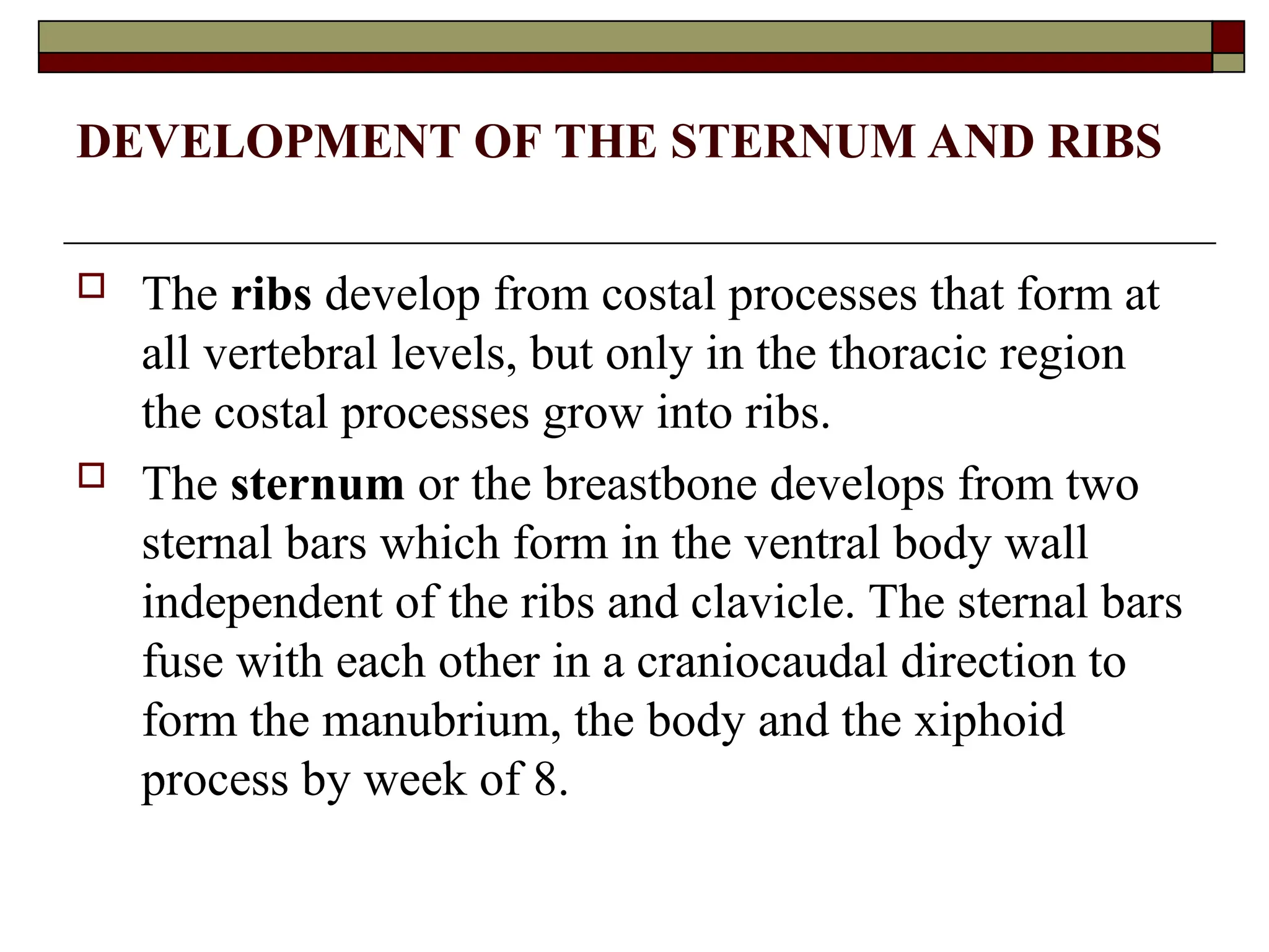 DEVELOPMENT OF THE STERNUM AND RIBS
 The ribs develop from costal processes that form at
all vertebral levels, but only in the thoracic region
the costal processes grow into ribs.
 The sternum or the breastbone develops from two
sternal bars which form in the ventral body wall
independent of the ribs and clavicle. The sternal bars
fuse with each other in a craniocaudal direction to
form the manubrium, the body and the xiphoid
process by week of 8.
 