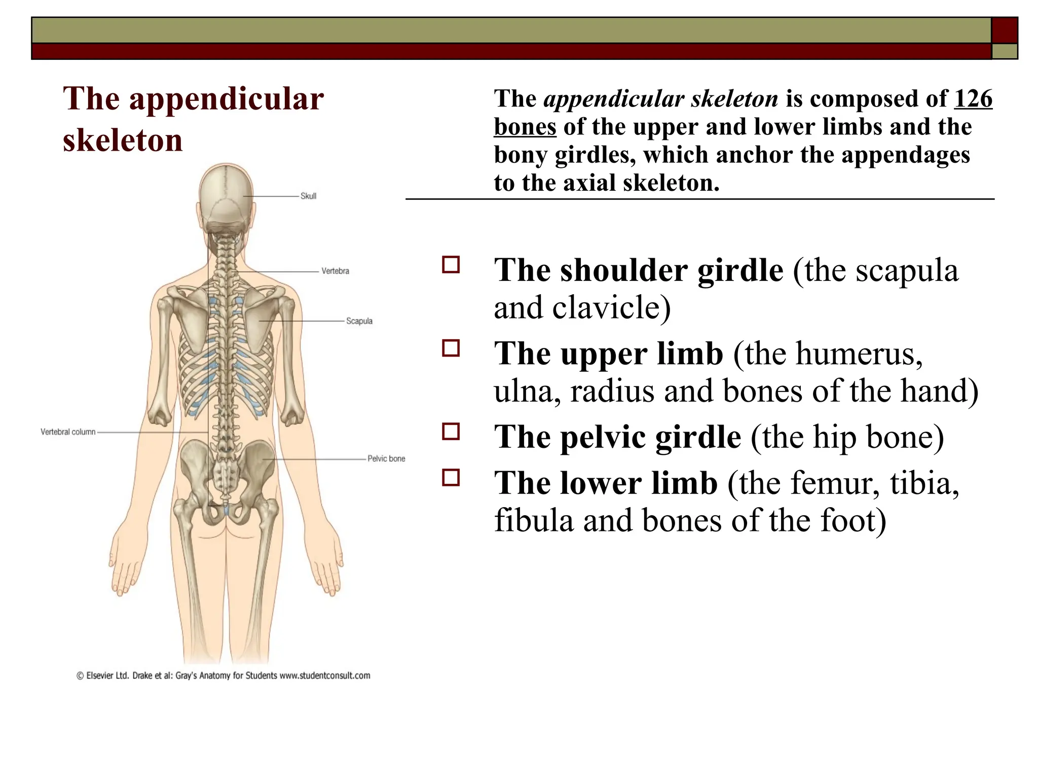 The appendicular
skeleton
The appendicular skeleton is composed of 126
bones of the upper and lower limbs and the
bony girdles, which anchor the appendages
to the axial skeleton.
 The shoulder girdle (the scapula
and clavicle)
 The upper limb (the humerus,
ulna, radius and bones of the hand)
 The pelvic girdle (the hip bone)
 The lower limb (the femur, tibia,
fibula and bones of the foot)
 