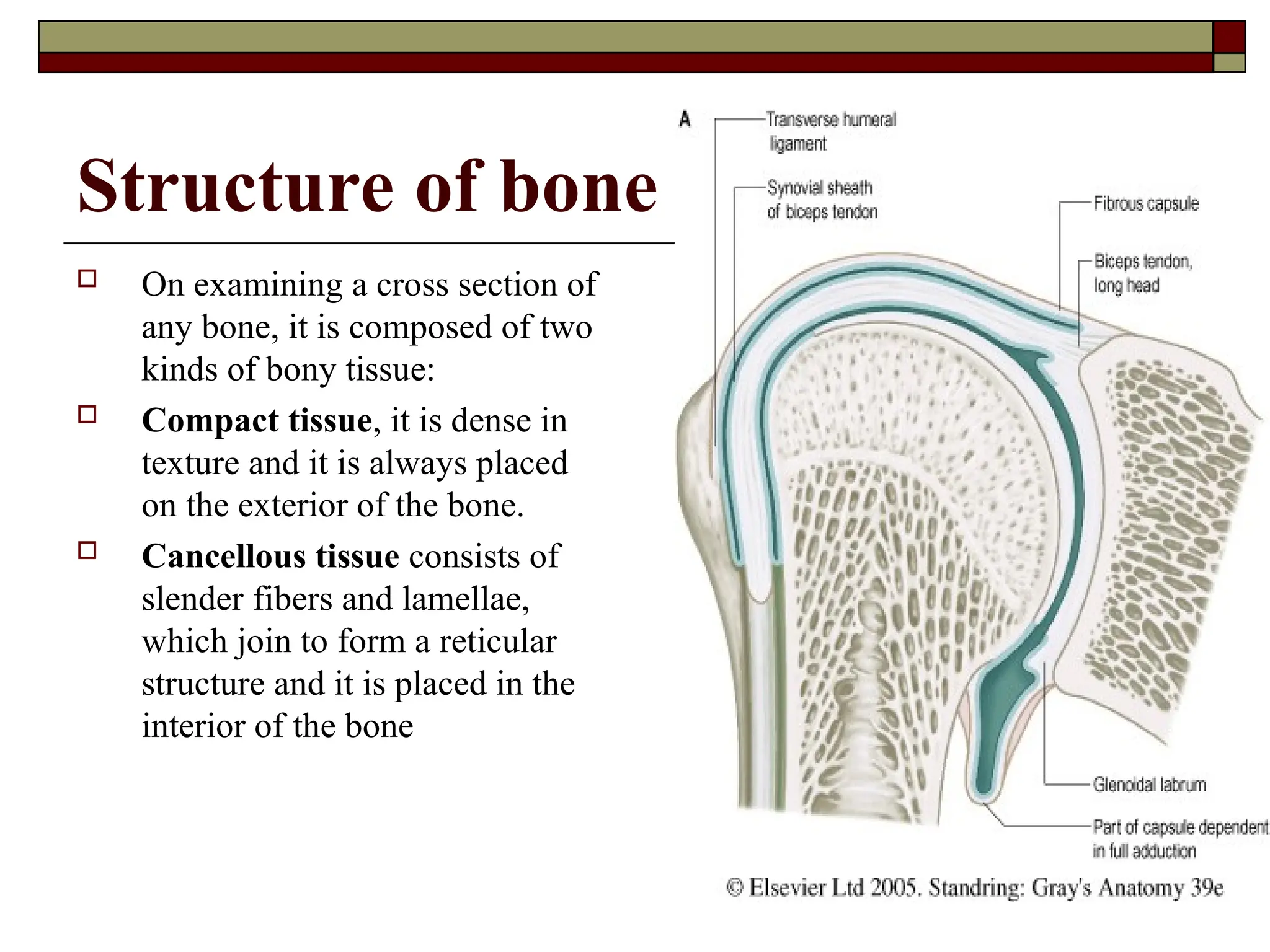 Structure of bone
 On examining a cross section of
any bone, it is composed of two
kinds of bony tissue:
 Compact tissue, it is dense in
texture and it is always placed
on the exterior of the bone.
 Cancellous tissue consists of
slender fibers and lamellae,
which join to form a reticular
structure and it is placed in the
interior of the bone
 