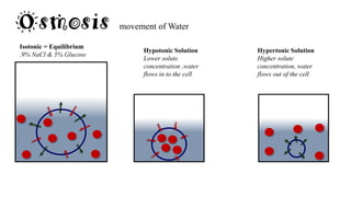 Osmosis movement of Water
Hypotonic Solution
Lower solute
concentration ,water
flows in to the cell
Hypertonic Solution
Higher solute
concentration, water
flows out of the cell
Isotonic = Equilibrium
.9% NaCl & 5% Glucose
 