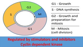 Regulated by stimulators and inhibitors
Cyclin dependent kinase
 
