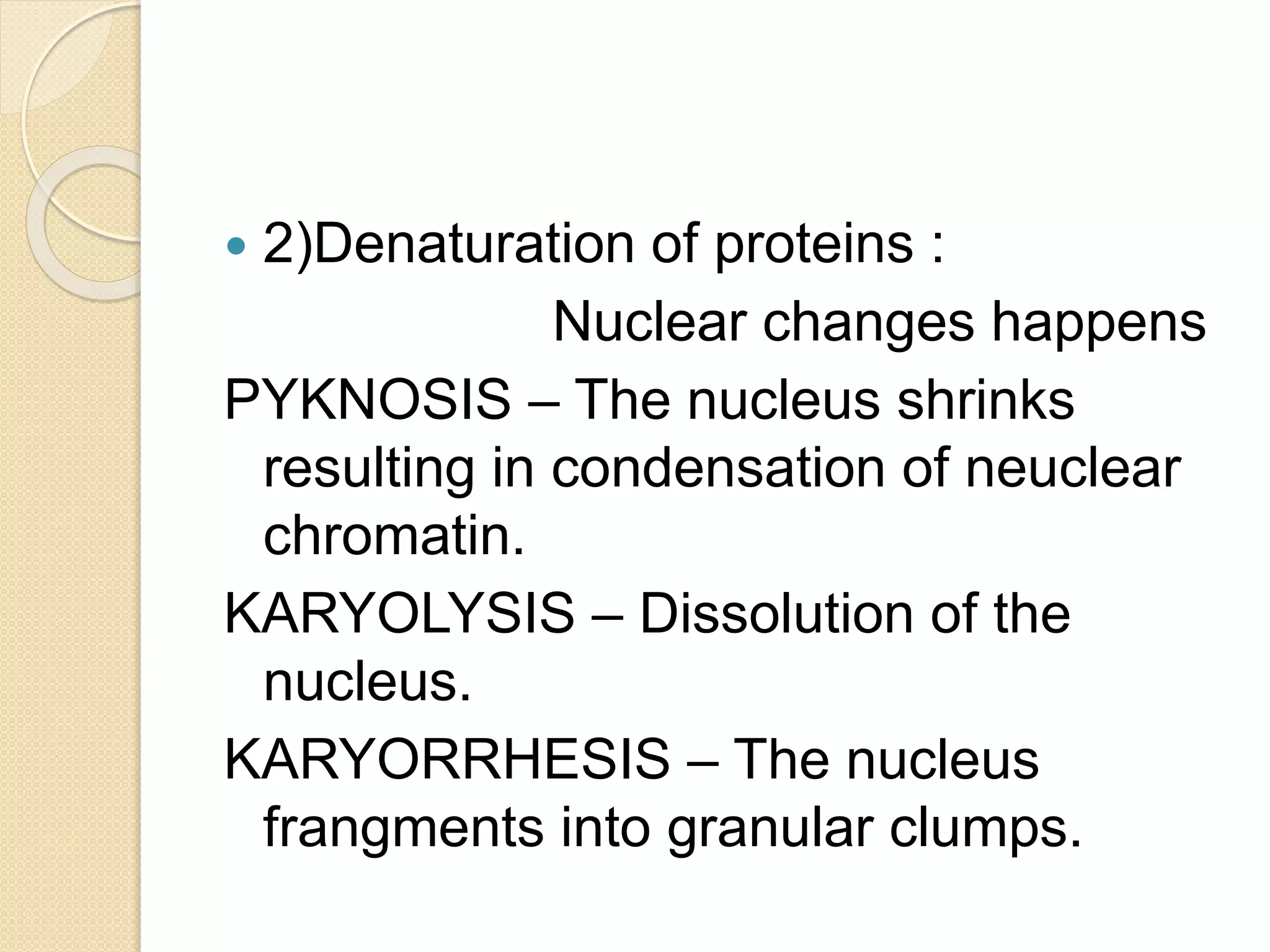  2)Denaturation of proteins :
Nuclear changes happens
PYKNOSIS – The nucleus shrinks
resulting in condensation of neuclear
chromatin.
KARYOLYSIS – Dissolution of the
nucleus.
KARYORRHESIS – The nucleus
frangments into granular clumps.
 