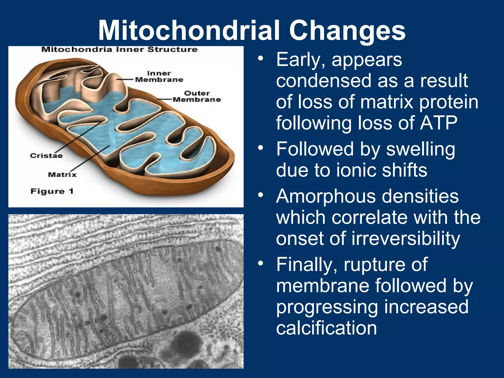 General pathology lecture 1 introduction & cell injury | PPT