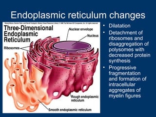 General pathology lecture 1 introduction & cell injury | PPT
